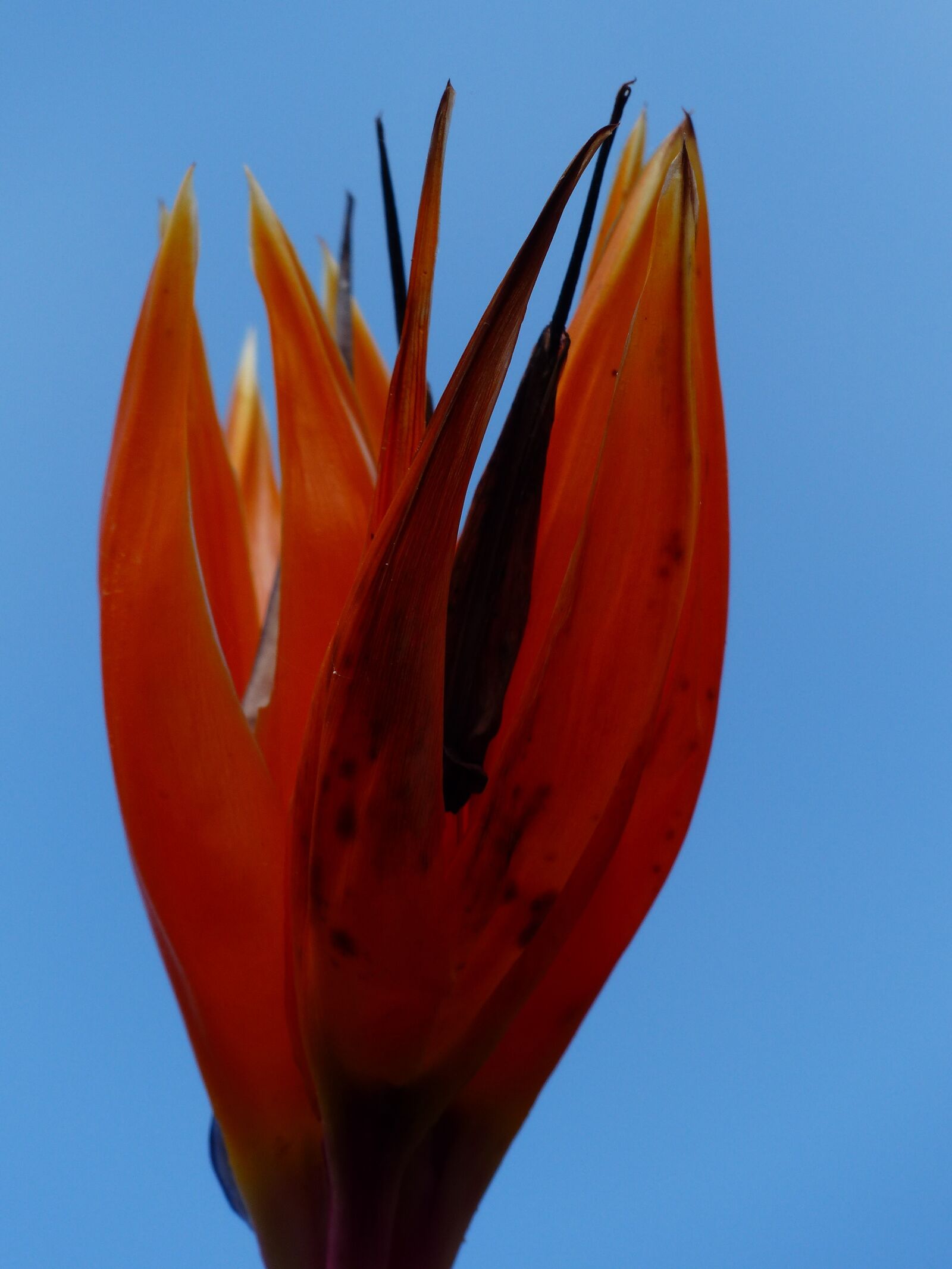 Panasonic Lumix DMC-FZ200 sample photo. Bird of paradise flower photography