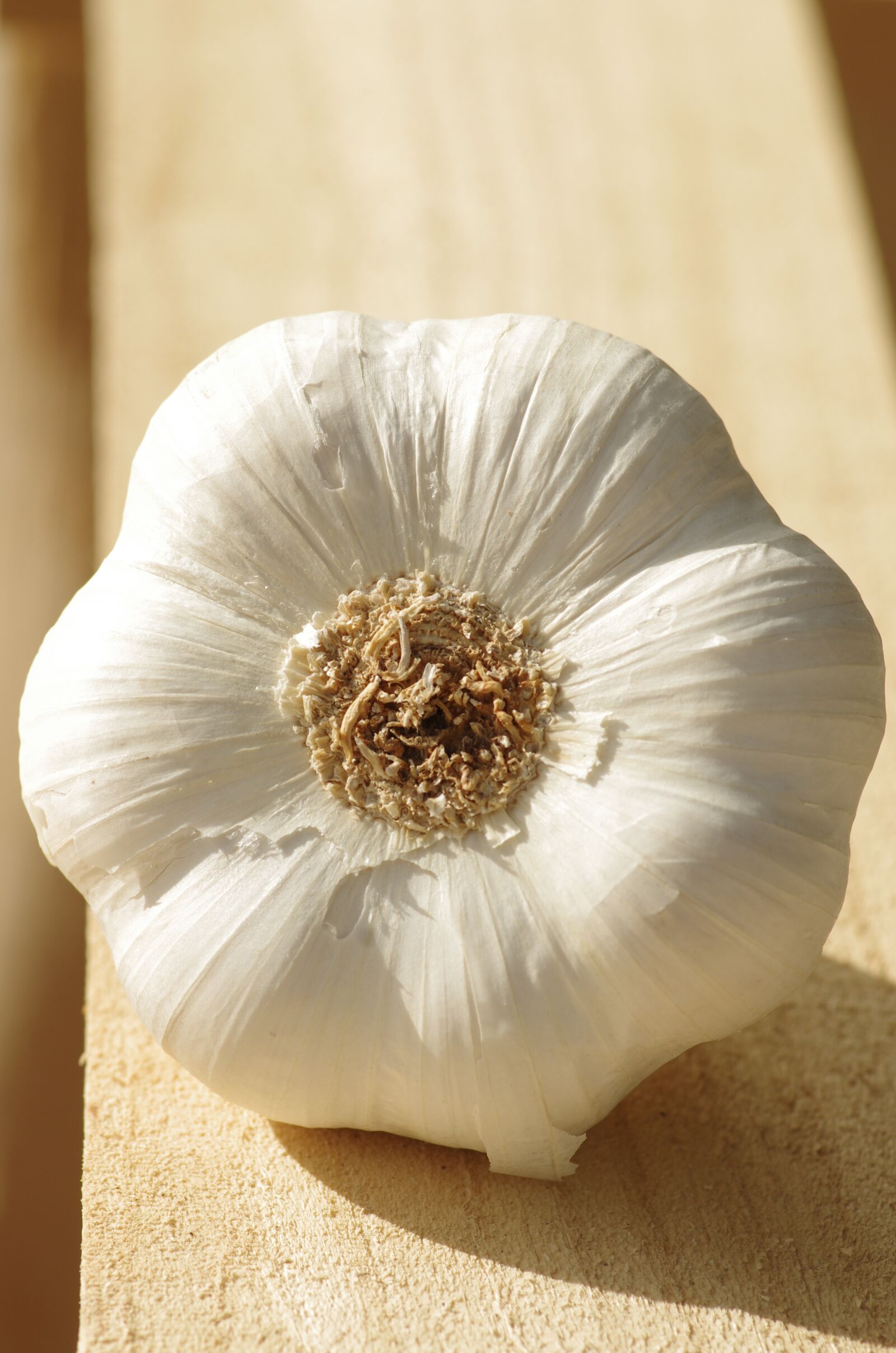 Pentax K-5 II sample photo. Garlic, garlic white, garlic photography