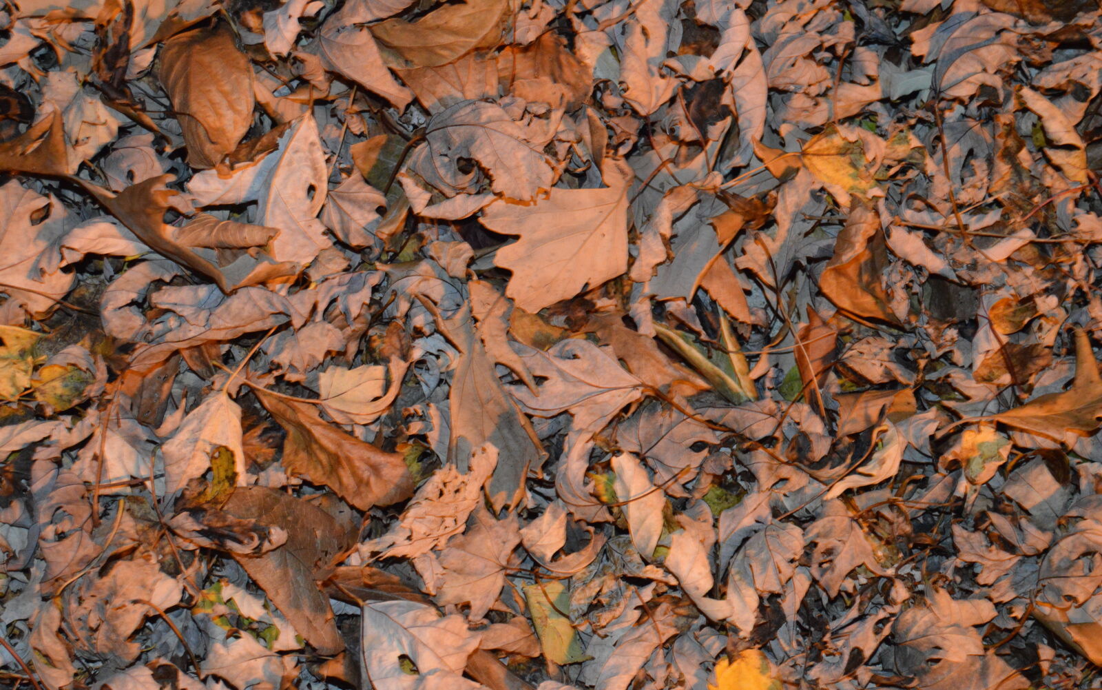 Nikon D3200 sample photo. Night photography