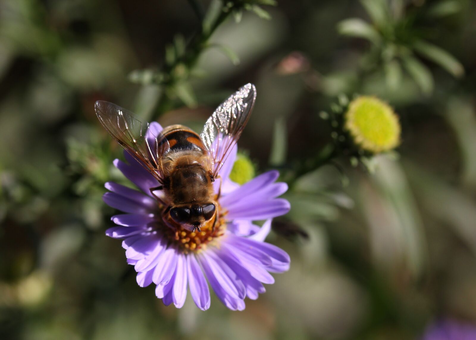 Canon EF-S 60mm F2.8 Macro USM sample photo. Bee, flower, mov photography