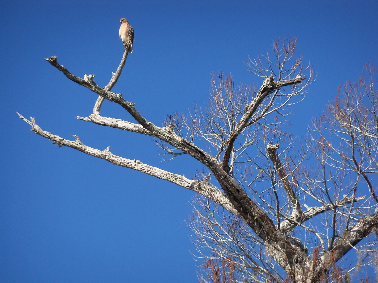 Kodak EasyShare Z915 sample photo. Bird, tree, nature photography