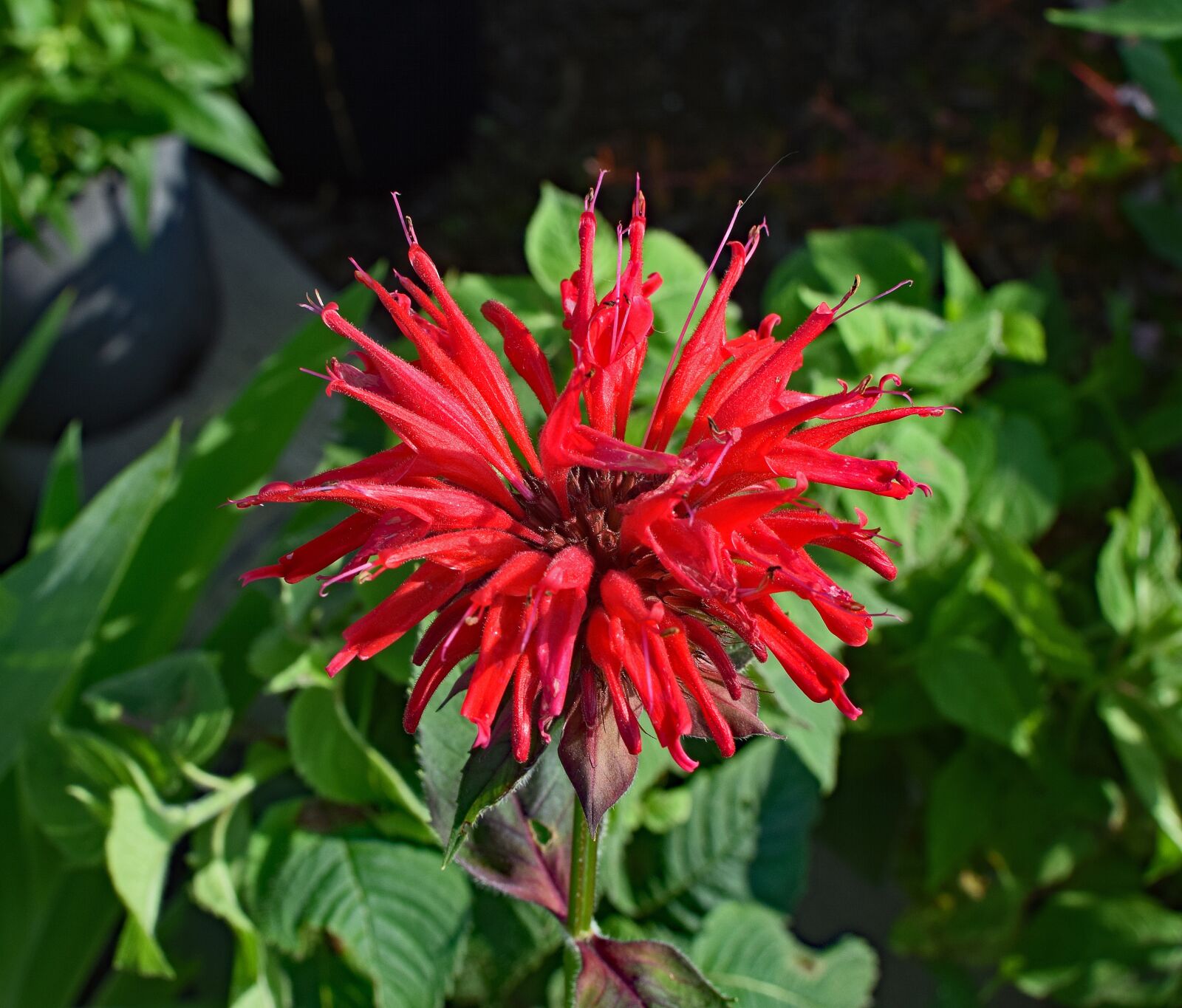Nikon D3300 sample photo. Bee balm, flower, blossom photography