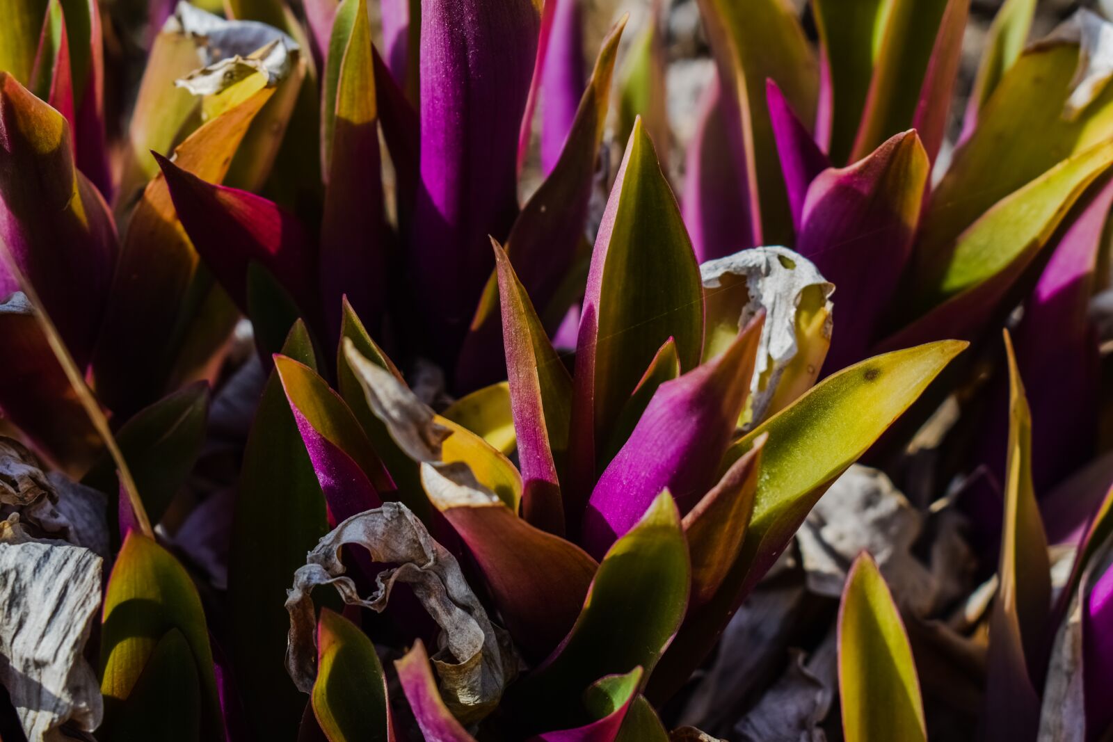 Nikon D3300 sample photo. Plant, leaf, purple photography