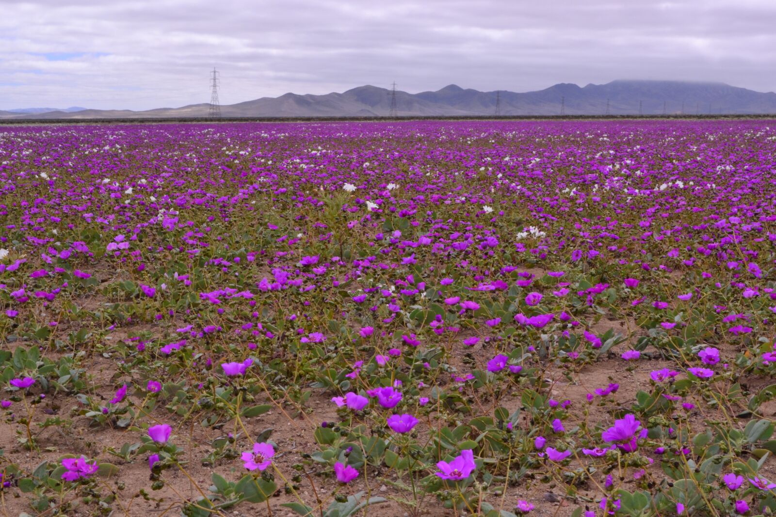 Nikon D3100 sample photo. Desert, blossom, flower photography