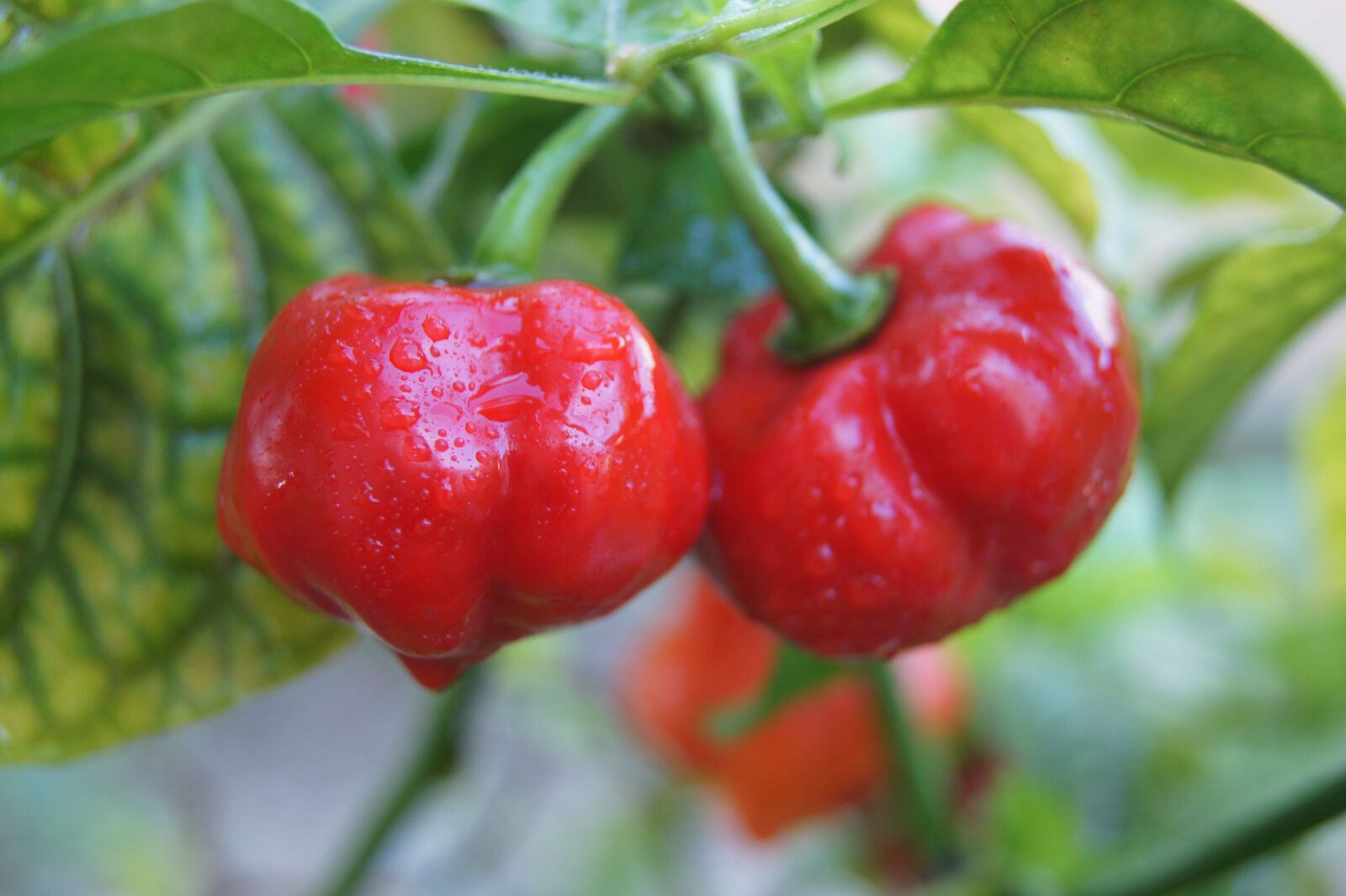 Sony Alpha DSLR-A550 sample photo. Pepper, seasoning, tropical photography