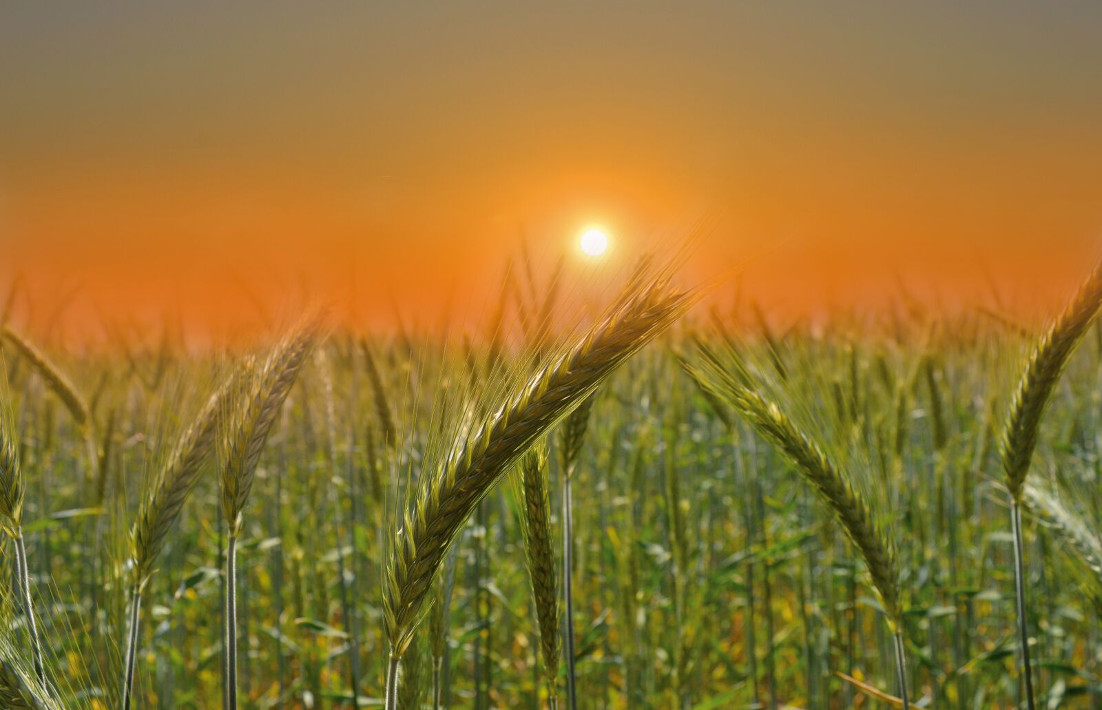 Nikon D3200 sample photo. Rye, sunset, abendstimmung photography