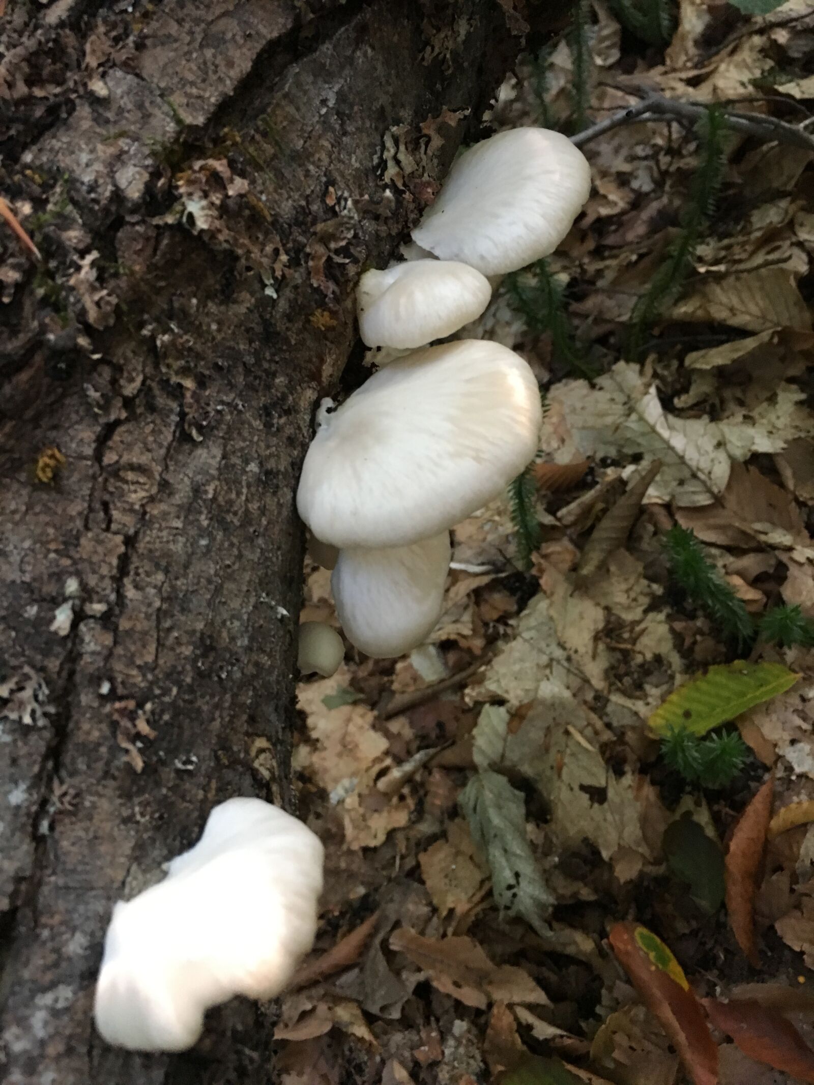 Apple iPhone 6s sample photo. Mushrooms, foam, lichen photography