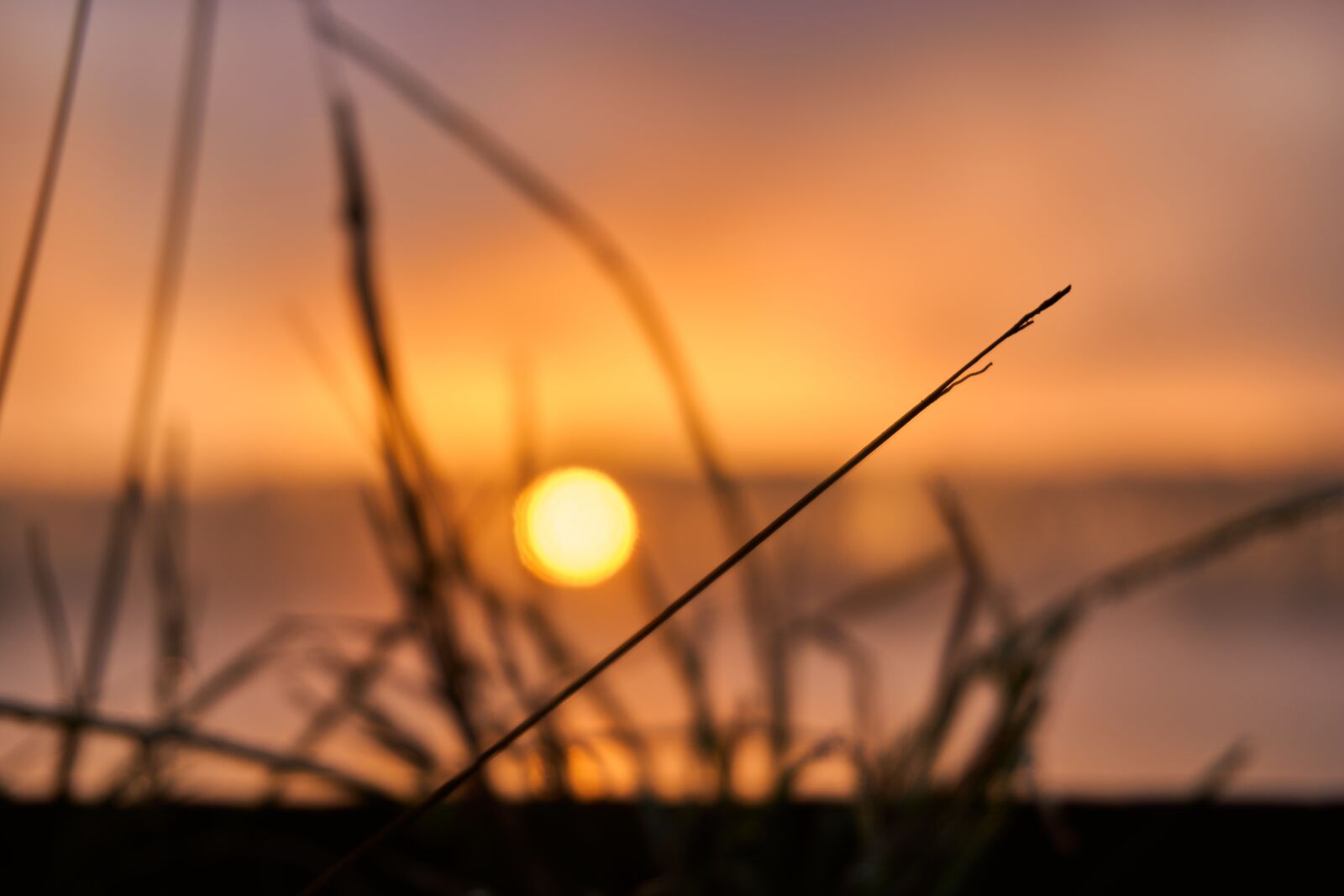 Sony a6400 sample photo. Grass, close up, macro photography