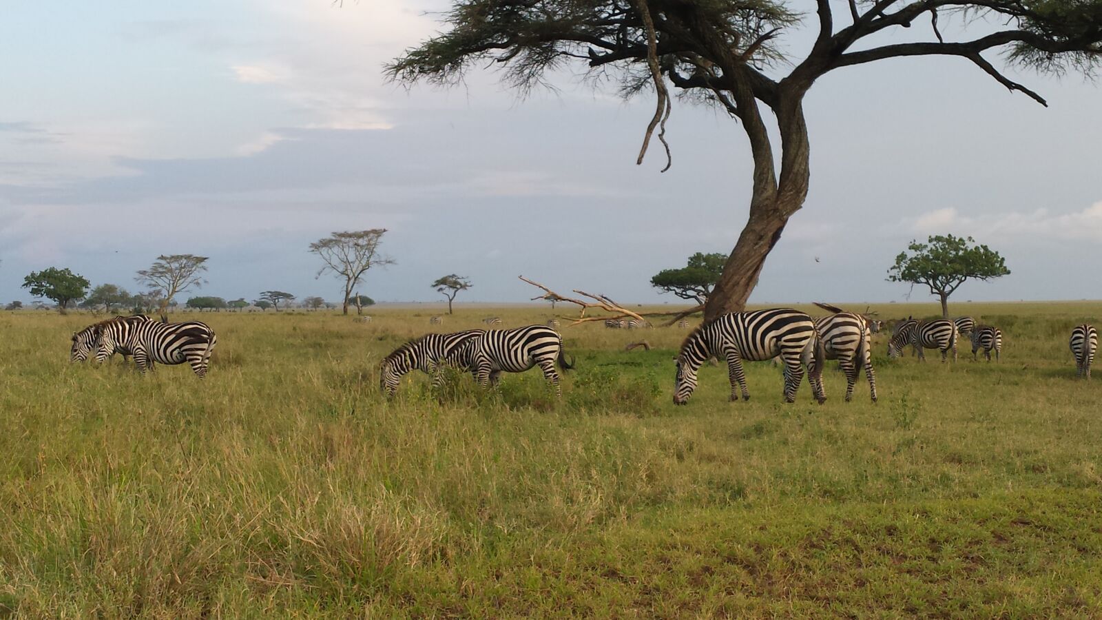 Samsung Galaxy S4 sample photo. Savannah, zebras, safari photography