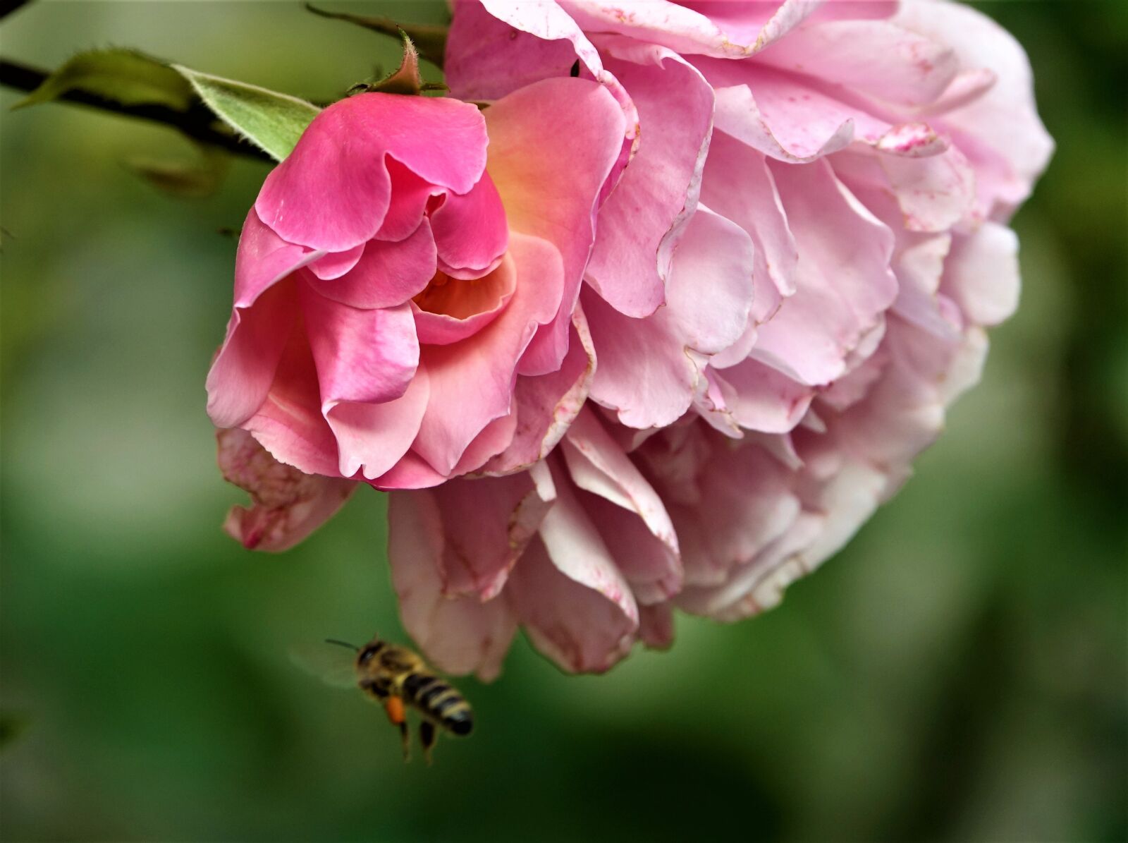 Sony Cyber-shot DSC-RX10 III sample photo. Flower, bee, plant photography