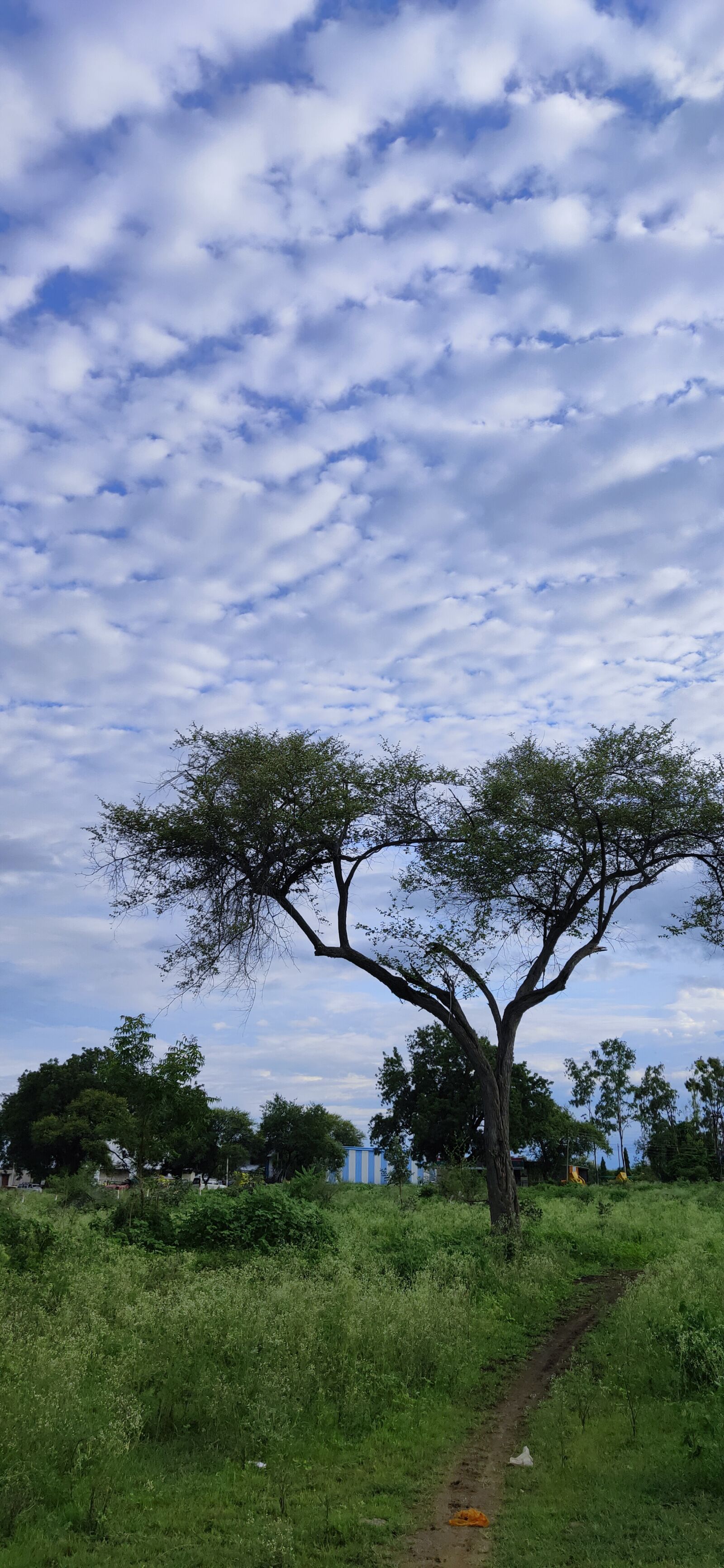 Realme 3 PRO sample photo. Nature, beauty, morning photography