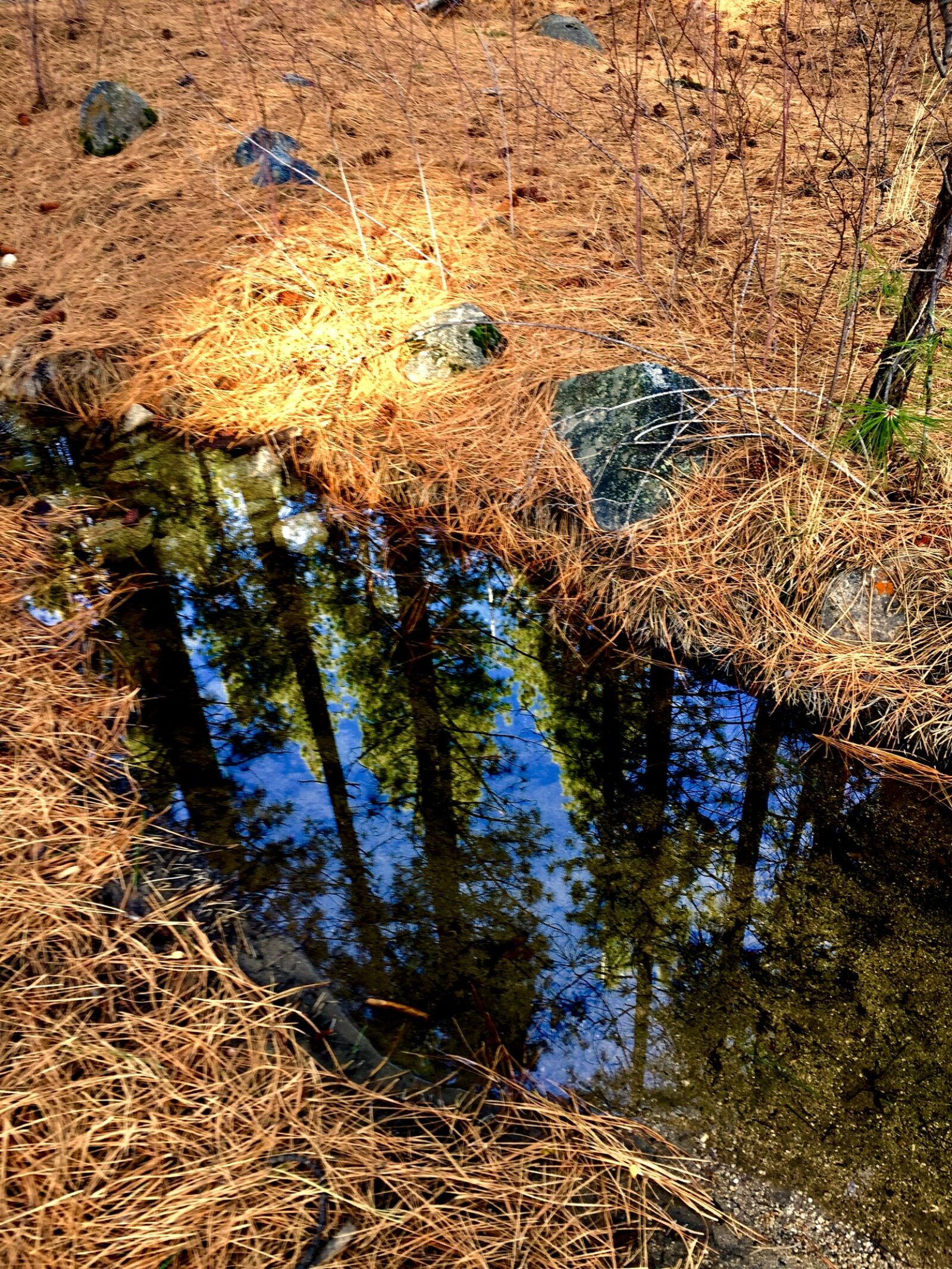 iPhone 6 back camera 4.15mm f/2.2 sample photo. Forest, and, streams photography