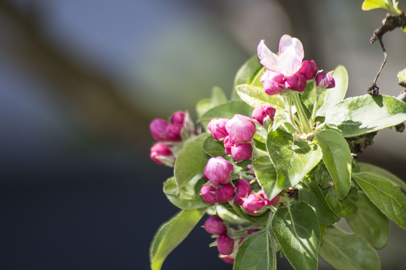 Nikon D7200 sample photo. Blossom, bloom, pink photography
