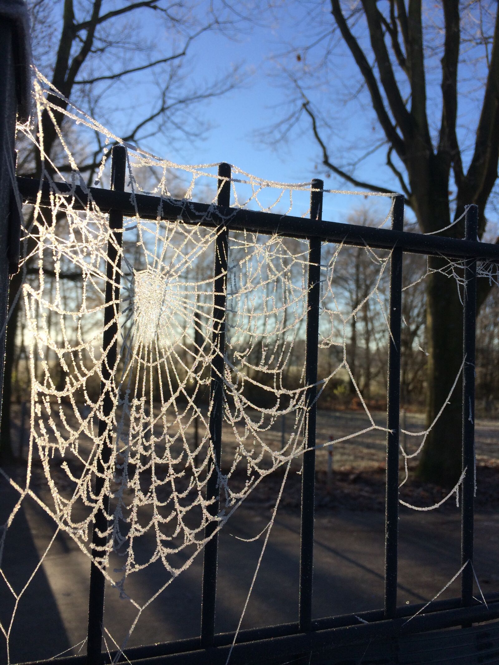 iPhone 5s back camera 4.15mm f/2.2 sample photo. Frost, spider webs, on photography