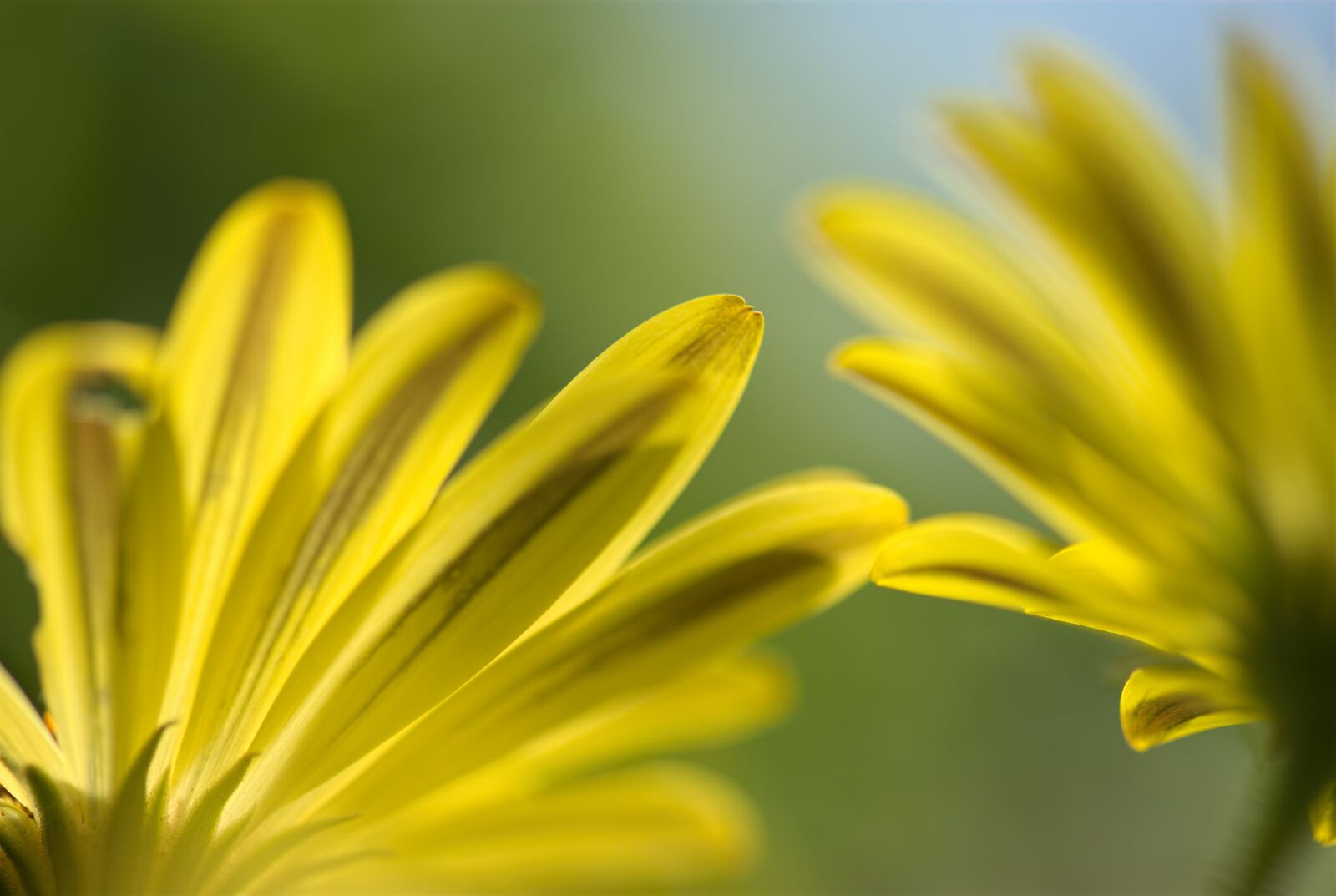 Nikon D200 sample photo. Spanish daisy, flower, floral photography