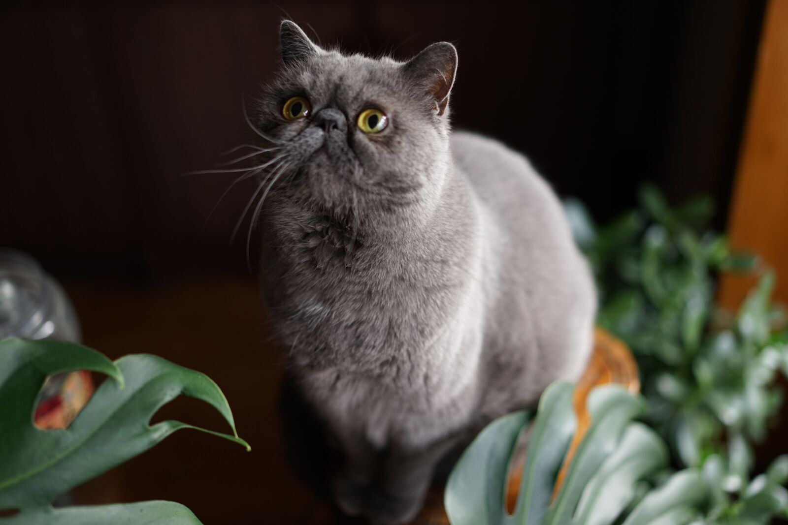 Sony a7 II + Sony Sonnar T* FE 55mm F1.8 ZA sample photo. Curious, home, teasing photography