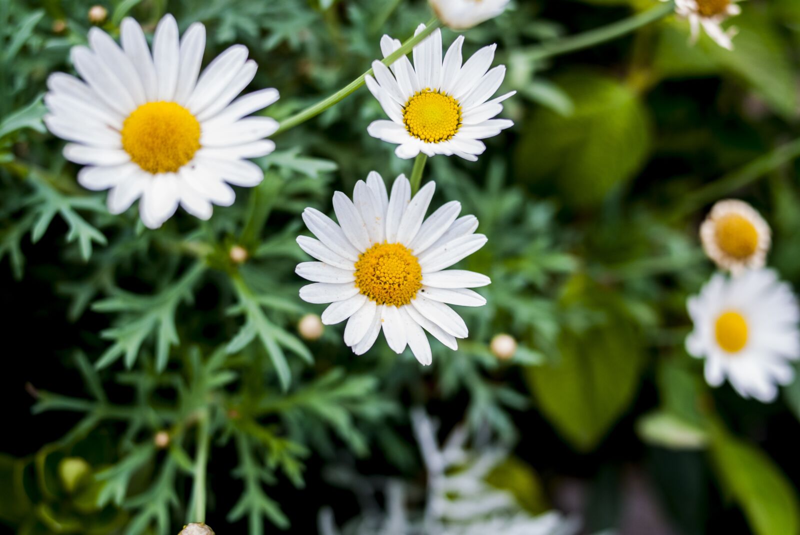 Nikon D60 sample photo. Nature, plant, flower photography