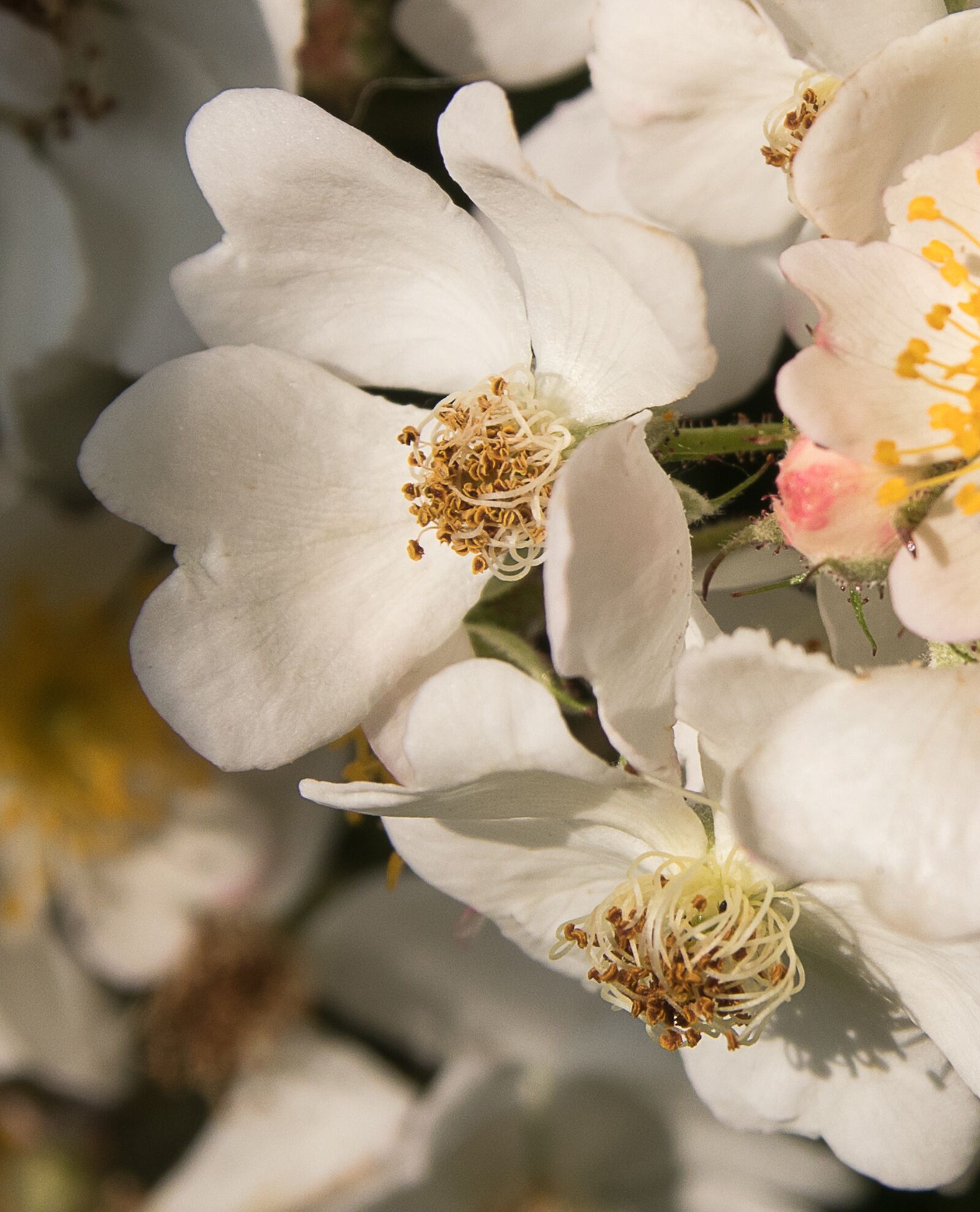 Canon EOS 80D sample photo. Flower, blossom, bloom photography