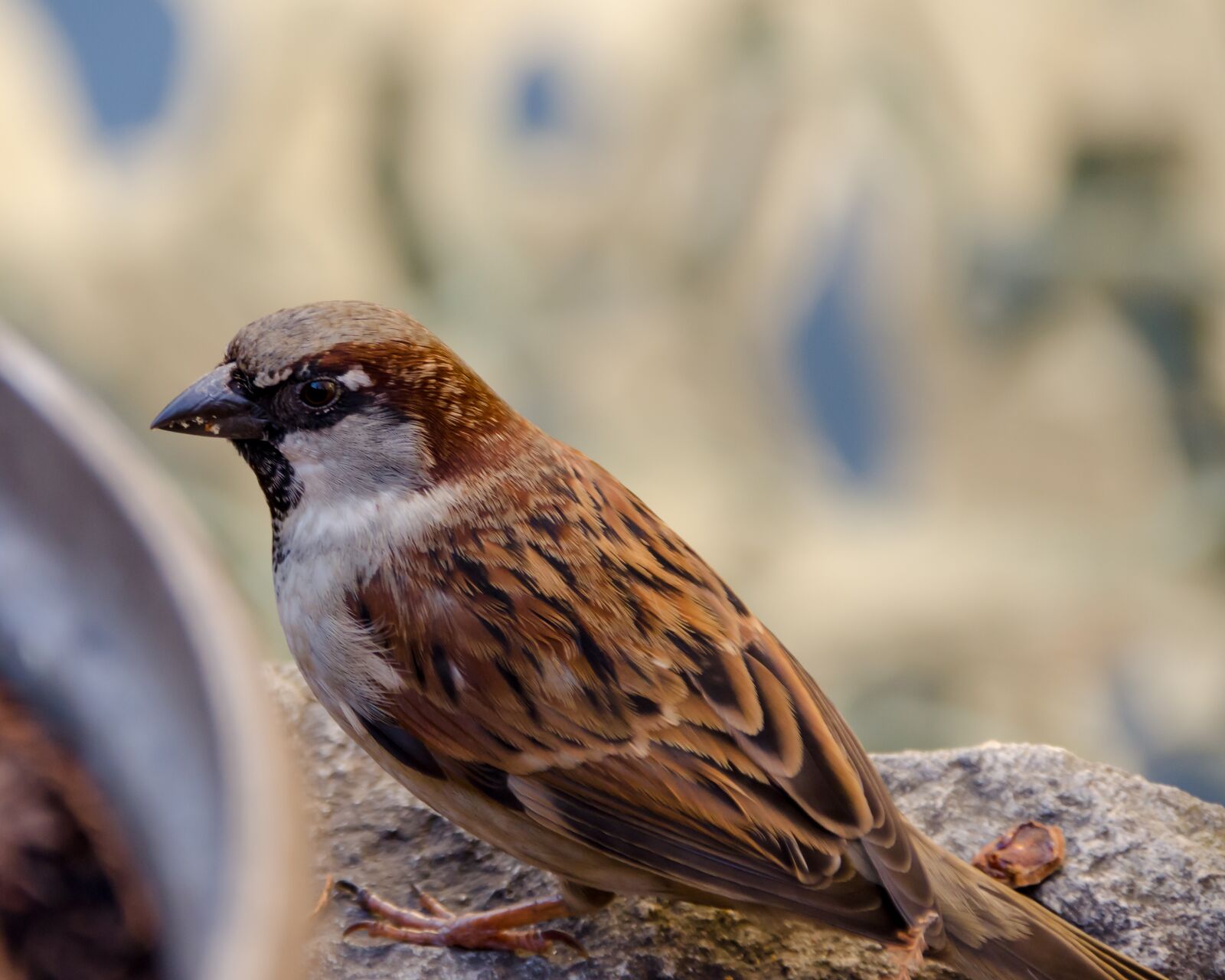 Nikon D7000 sample photo. Sparrow, bird, nature photography