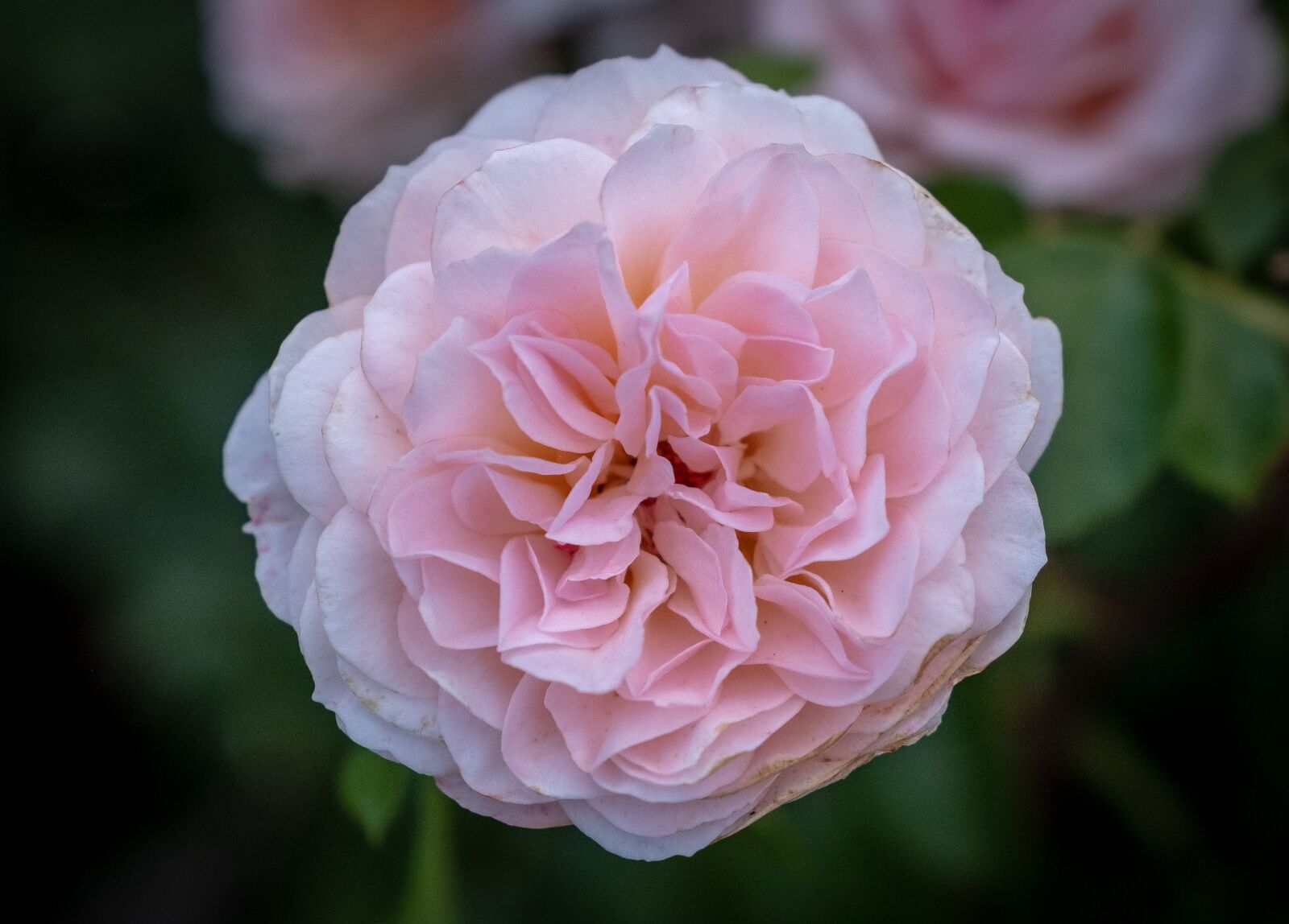 Fujifilm X-T2 sample photo. Rose, blossom, bloom photography