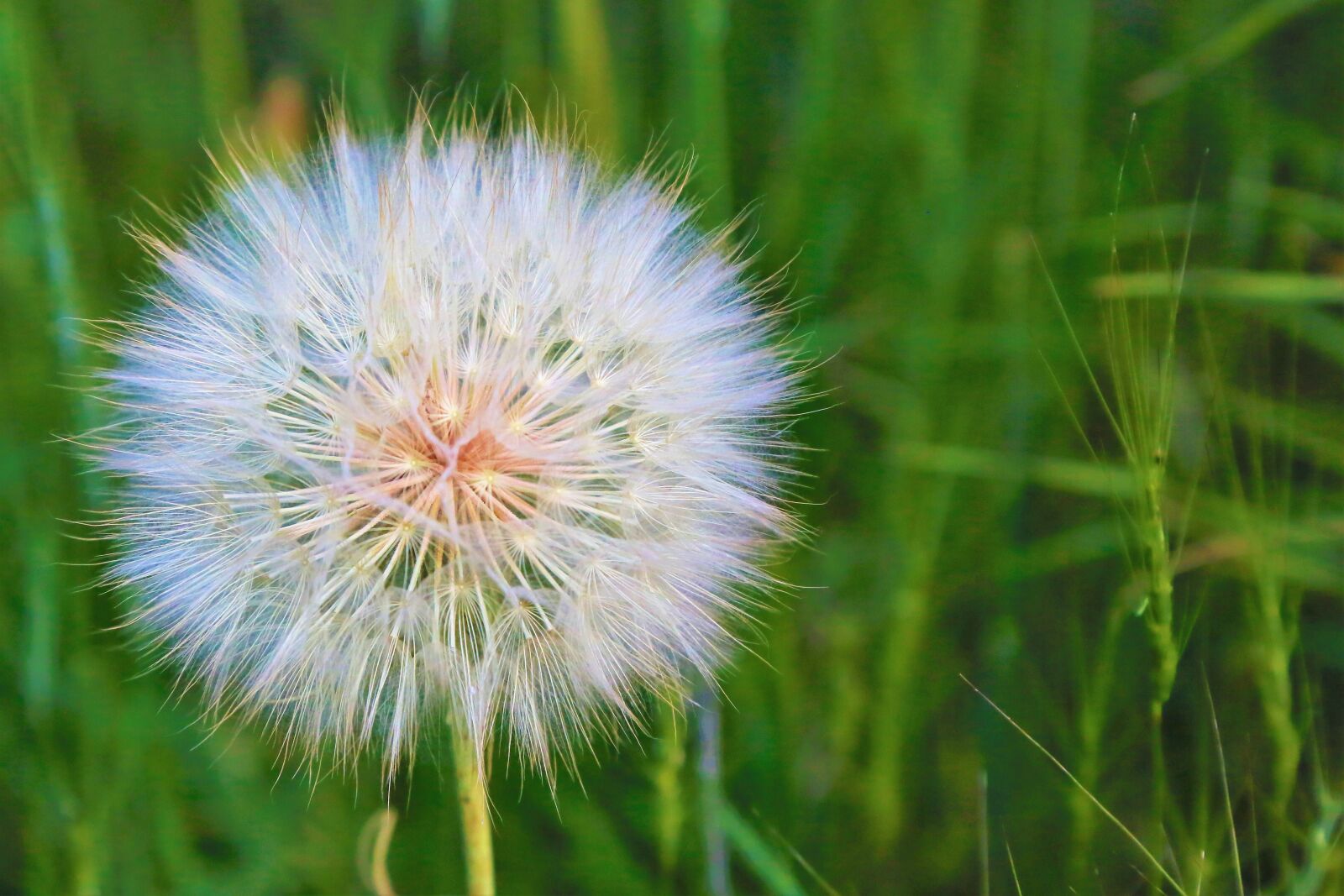 Canon EF 24-105mm F4L IS USM sample photo. Flower, ot, plant photography