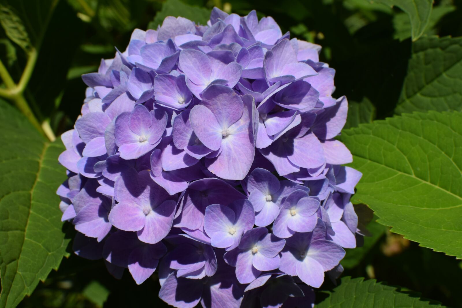 Nikon D3300 sample photo. Purple hydrangea, plant, shrub photography