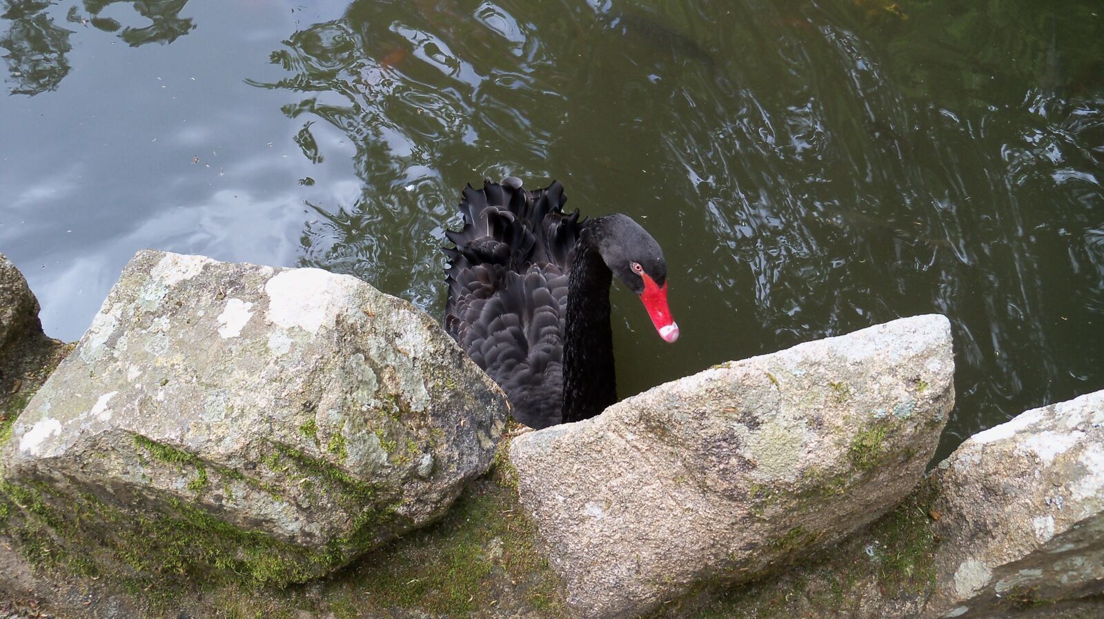Kodak EasyShare Z915 sample photo. Black swan, pond, sassi photography