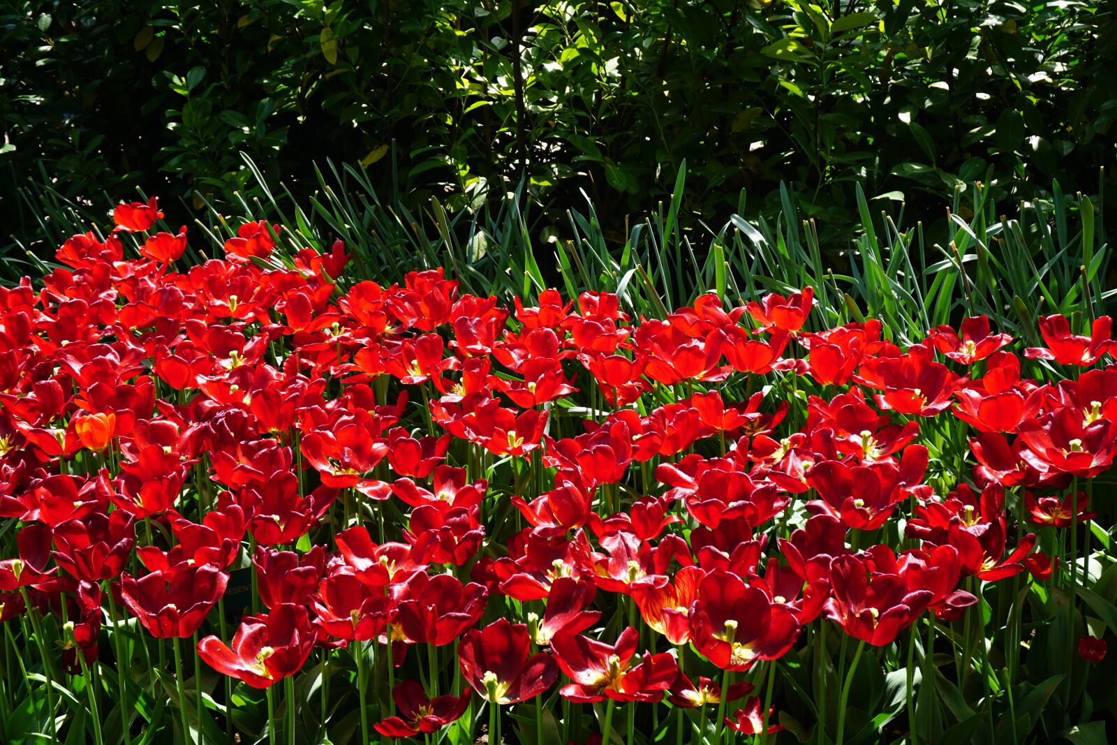 Sony E 16-50mm F3.5-5.6 PZ OSS sample photo. Red tulips, keukenhof, flowers photography
