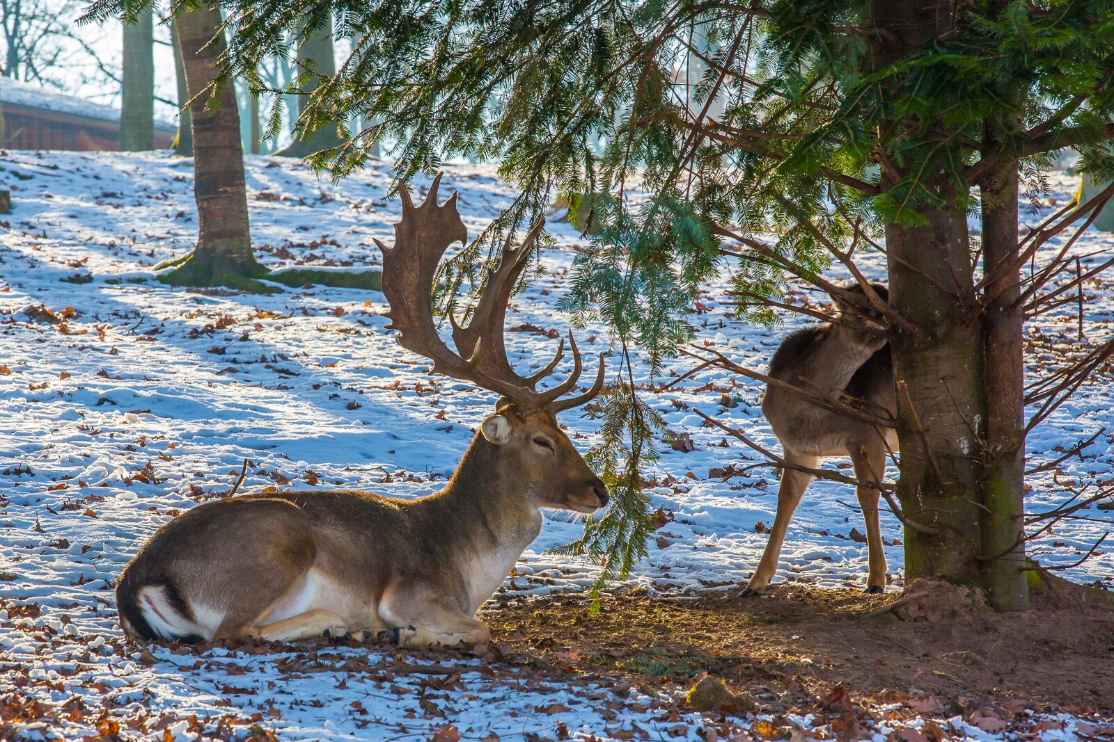 Canon EOS 5D Mark III sample photo. Fallow deer, hirsch, wild photography