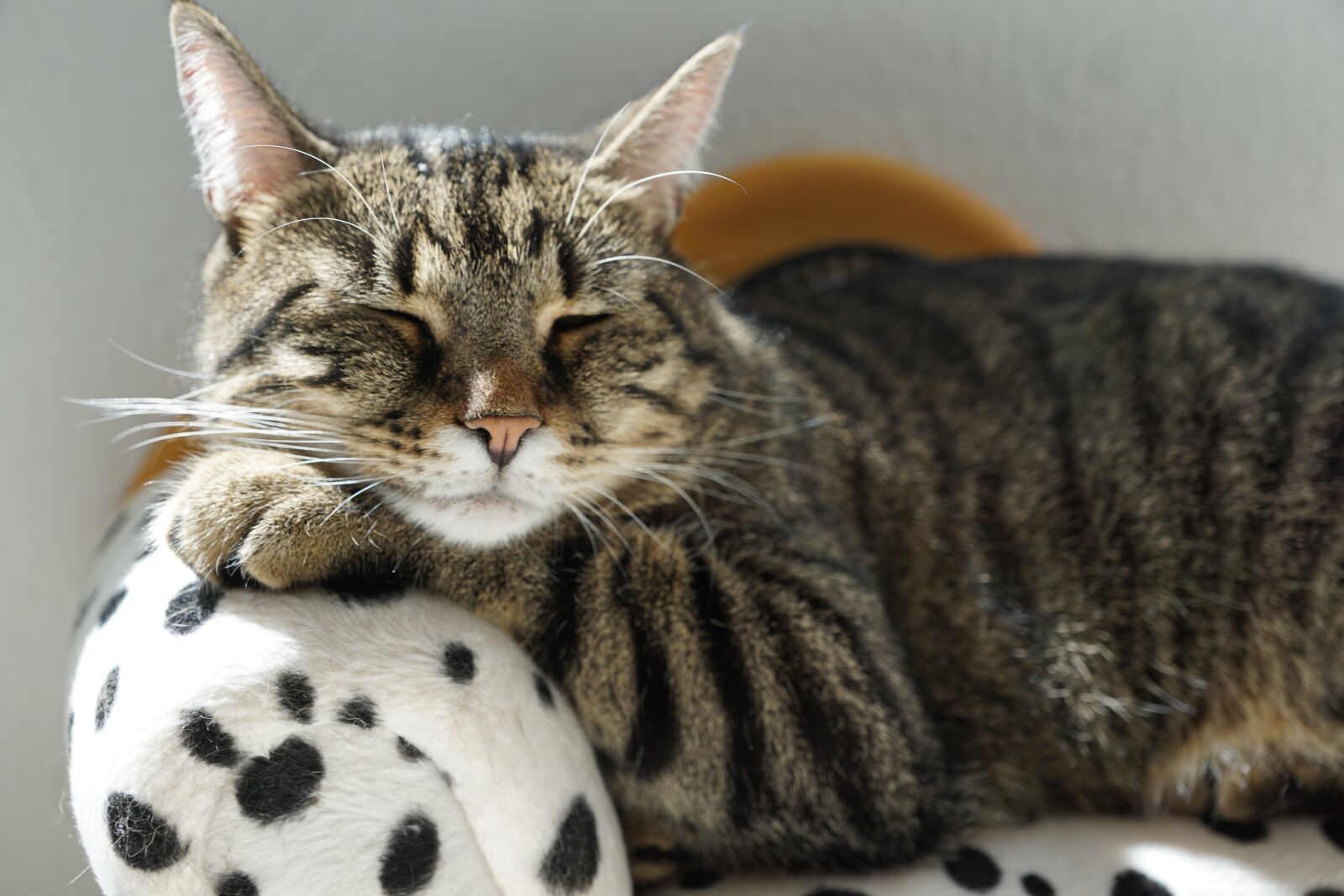 Sony DT 16-50mm F2.8 SSM sample photo. Cat, tiger, rest photography