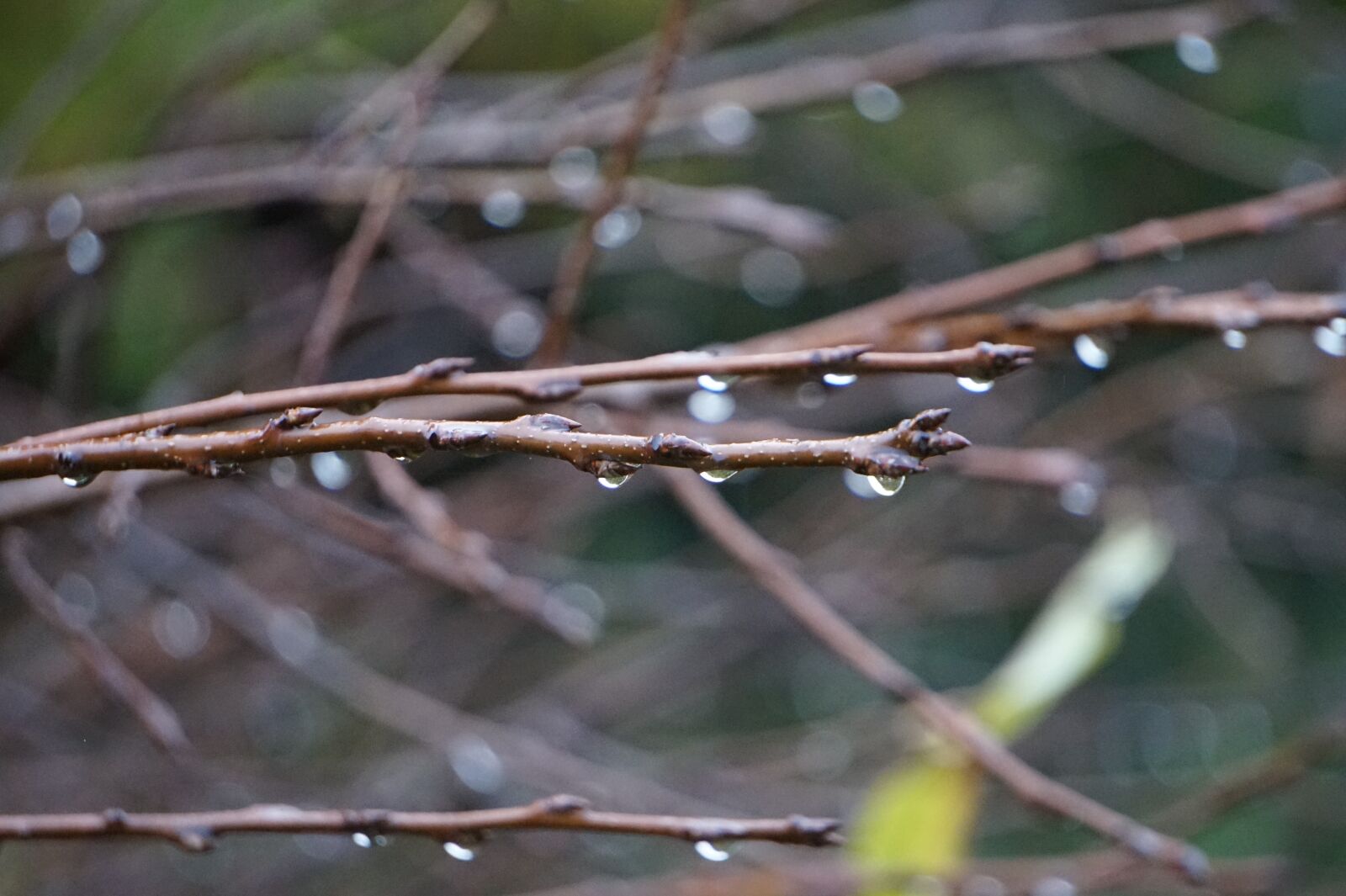 Sony Alpha a5000 (ILCE 5000) + Sony E 55-210mm F4.5-6.3 OSS sample photo. Rain, drip, wood photography