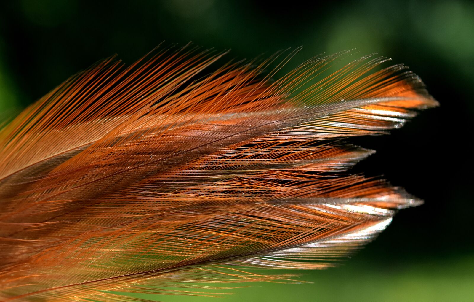 Nikon D7200 sample photo. Feather, color, plumage photography