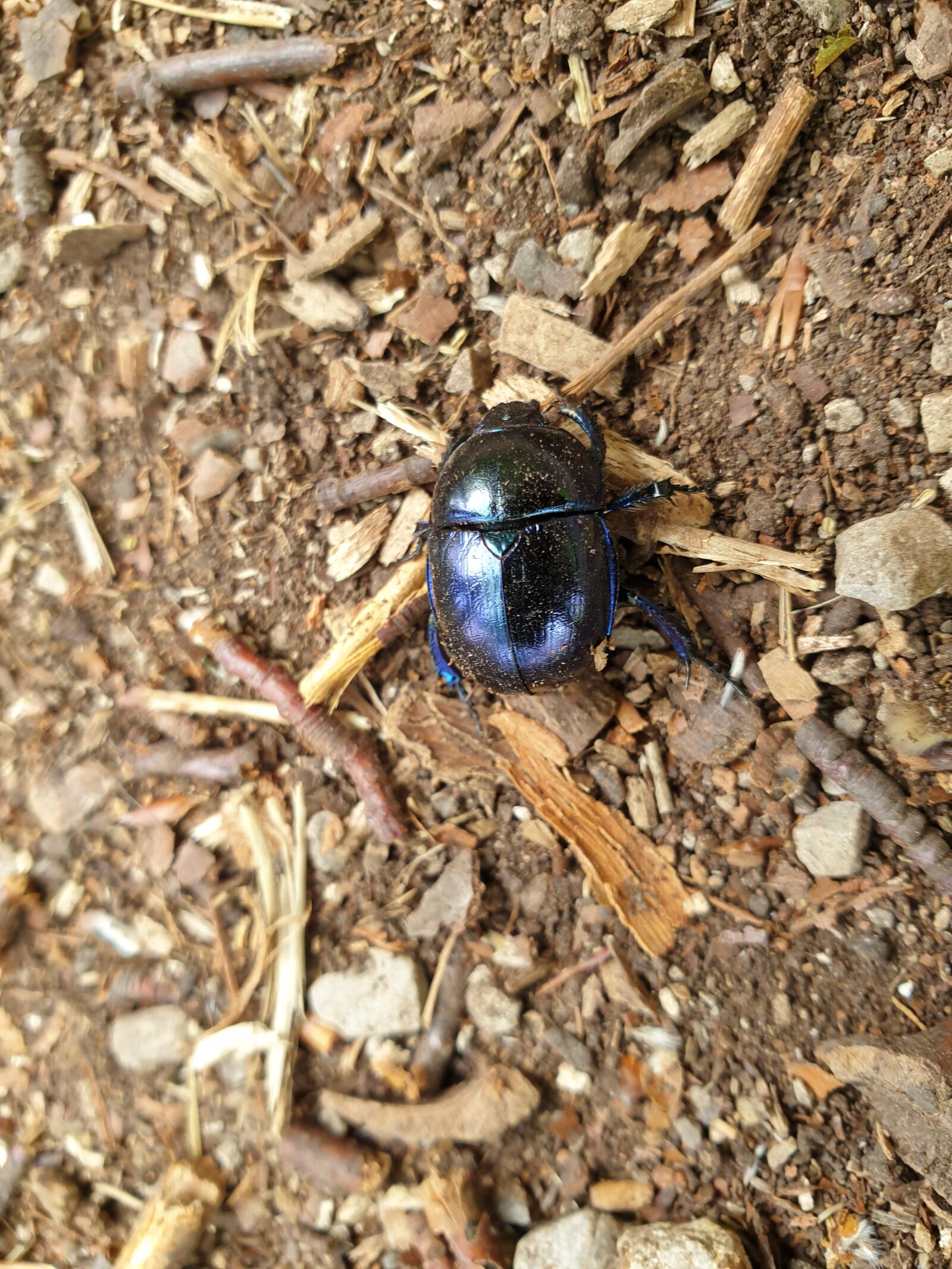 Samsung Galaxy S9+ sample photo. Scarab, beetle, nature photography