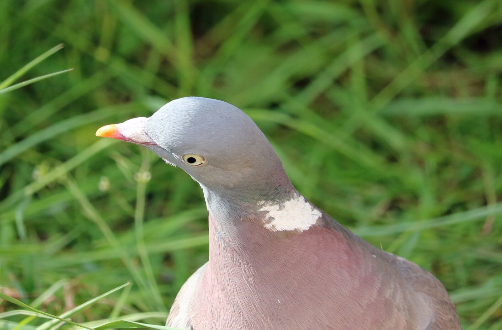 Canon EOS 750D (EOS Rebel T6i / EOS Kiss X8i) sample photo. Pigeon, bird, close photography