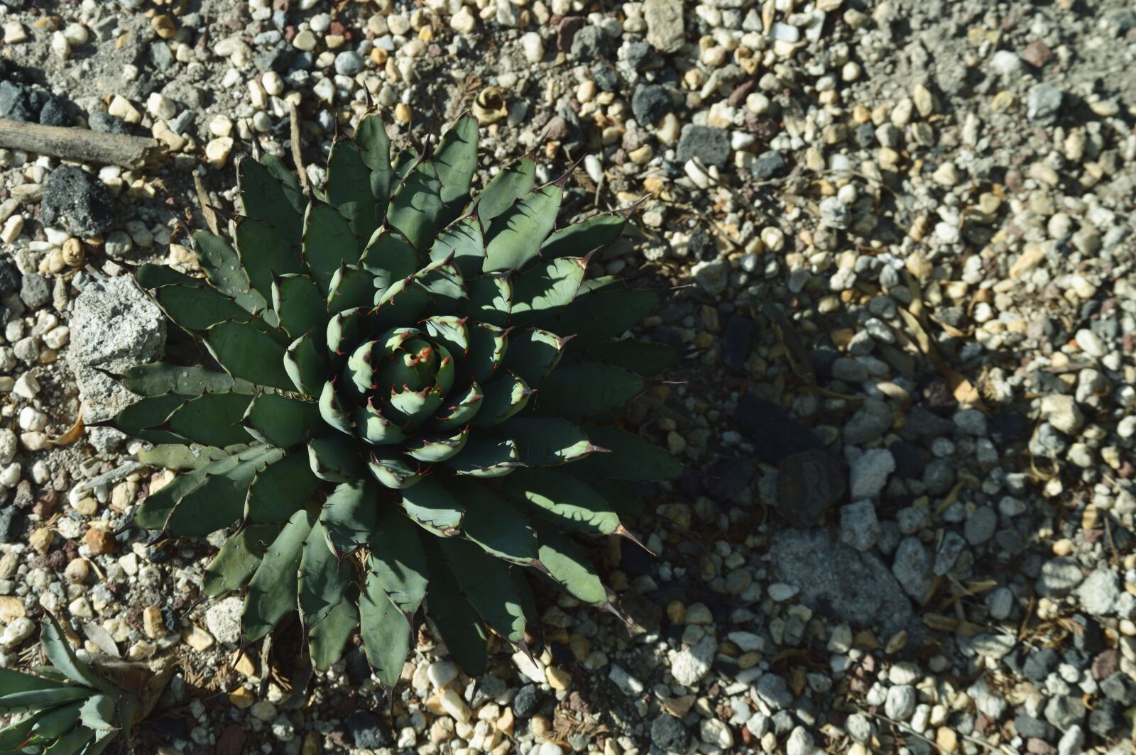 Nikon D3200 sample photo. Park, outdoors, agave photography