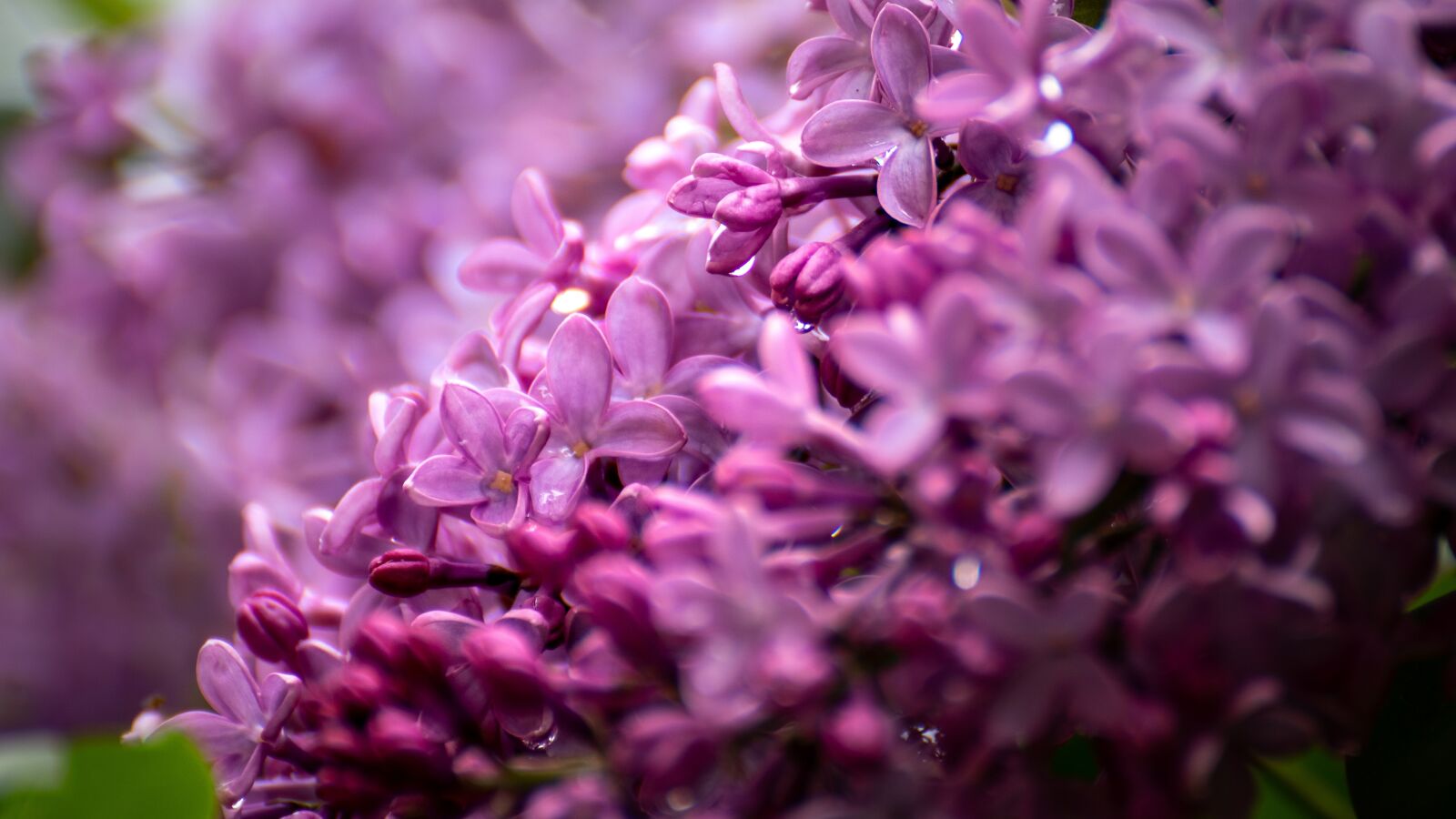 Sony a6500 sample photo. Lilac, flowers, purple photography