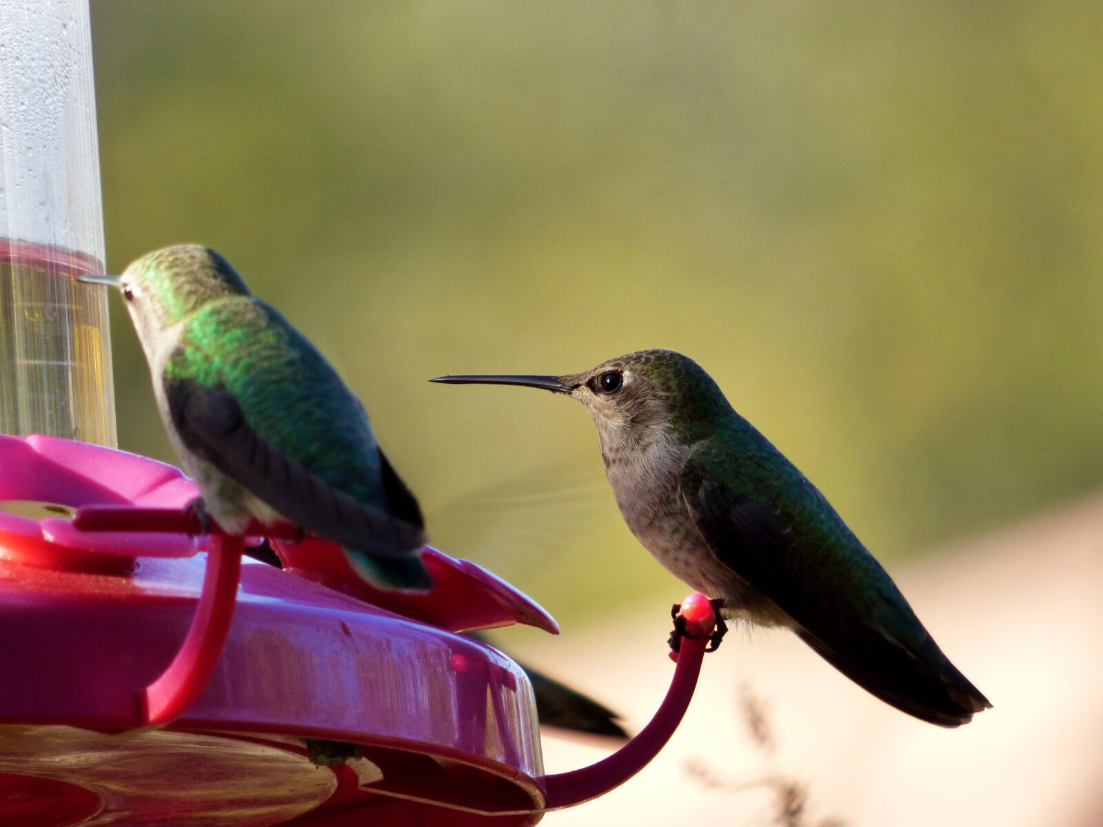 Panasonic Lumix DMC-FZ70 sample photo. Hummingbird, bird, nature photography