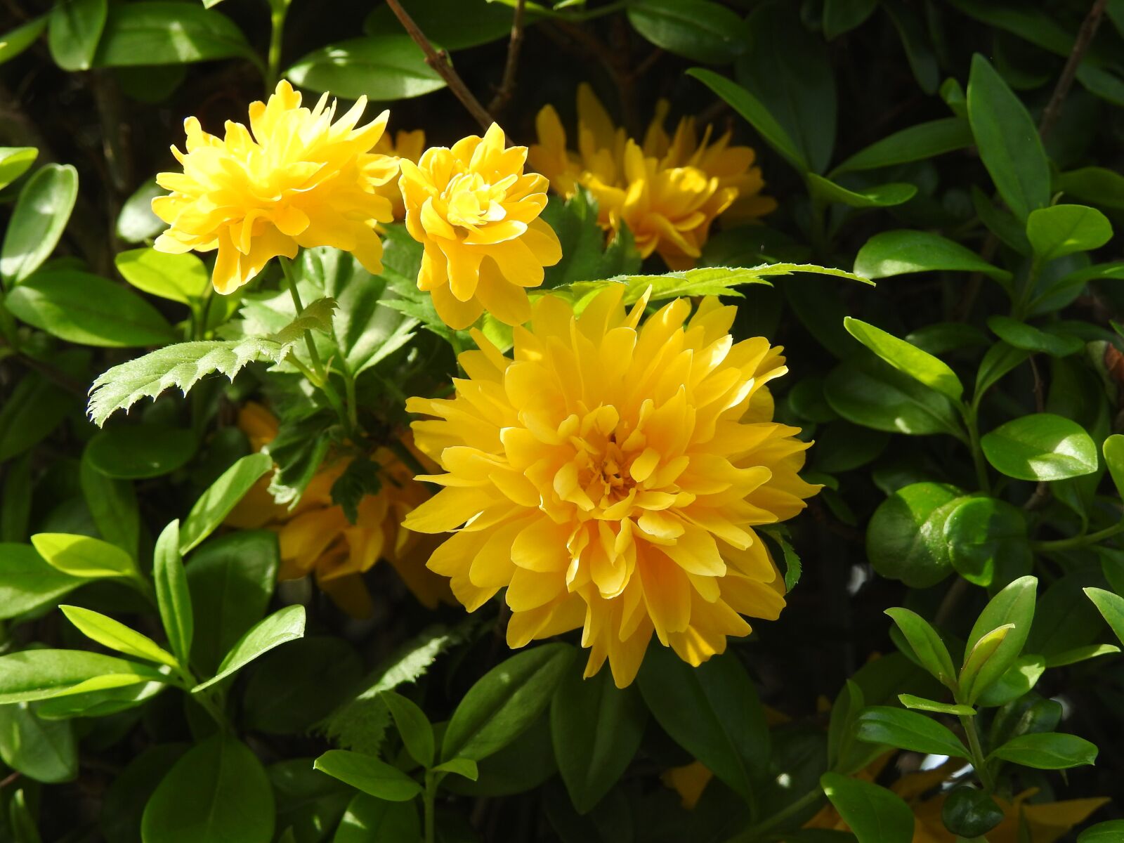Nikon Coolpix P900 sample photo. Plant, nature, flower photography