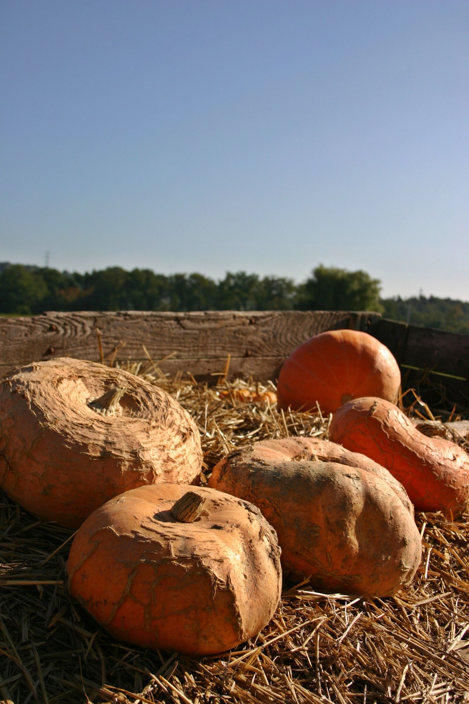 Canon EOS 300D (EOS Digital Rebel / EOS Kiss Digital) sample photo. Pumpkin, sale, dare photography