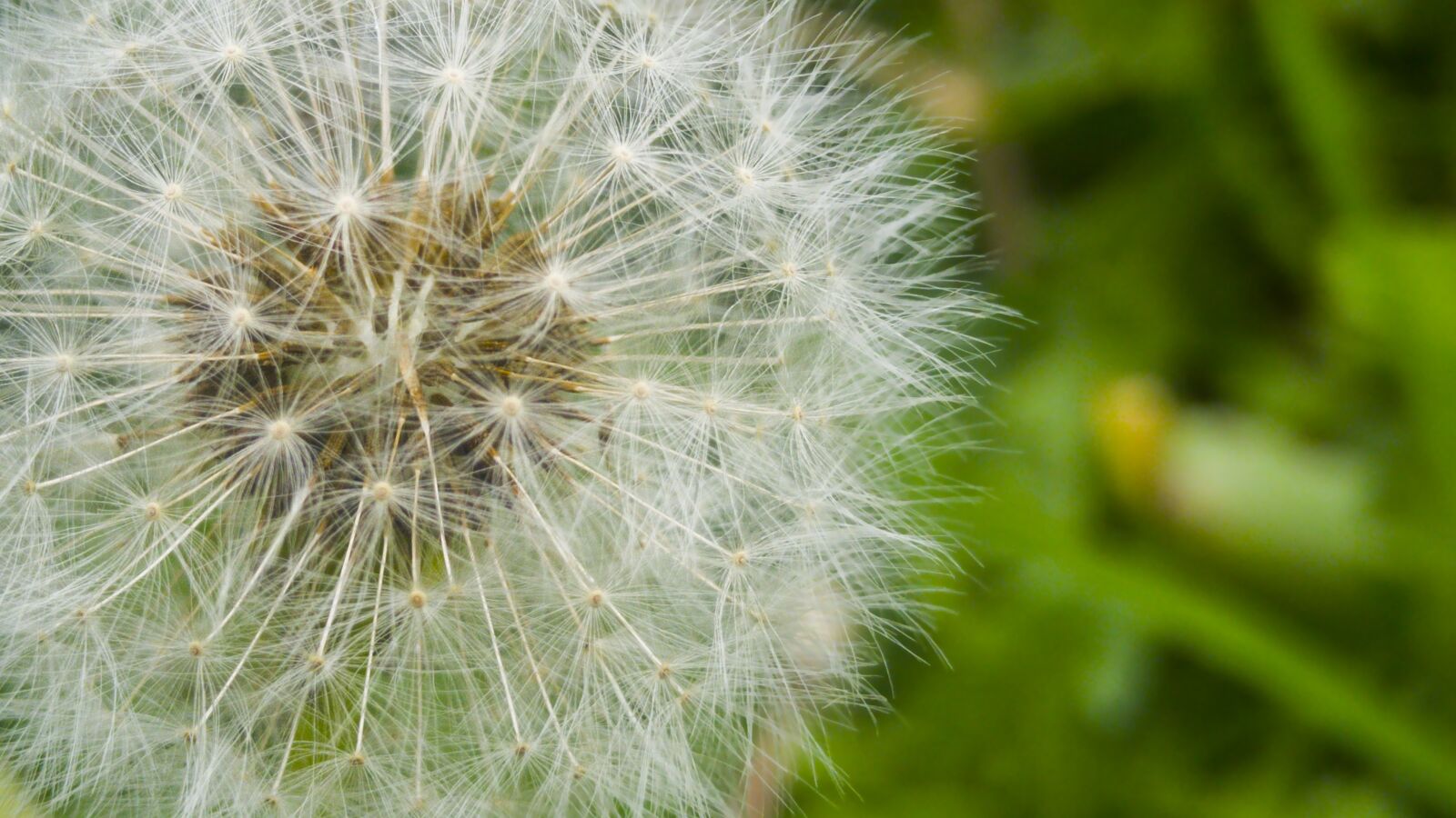 LG G4 sample photo. Dandelion, nature, plant photography