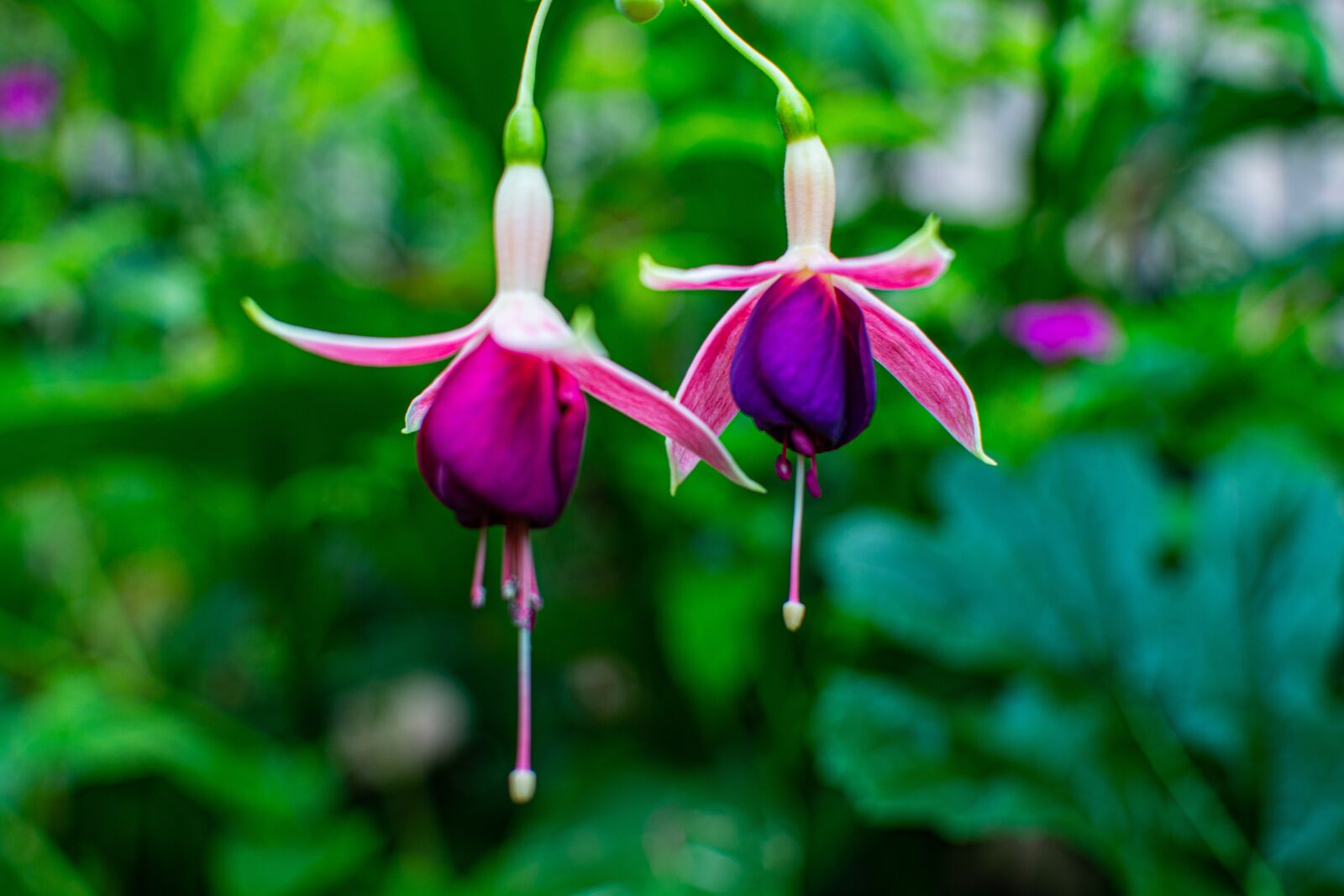 Nikon D7100 sample photo. Garden, flower, petals photography