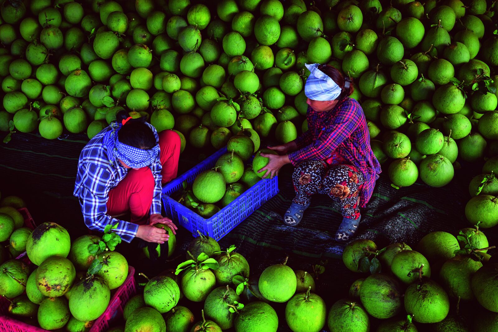 Nikon D750 sample photo. Grape fruit, harvesting, green photography