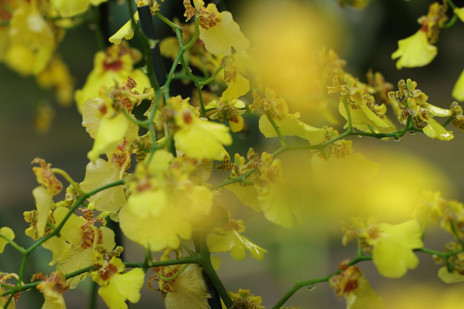 Canon EF 100mm F2.8L Macro IS USM sample photo. Orchid, phalaenopsis, flowers photography