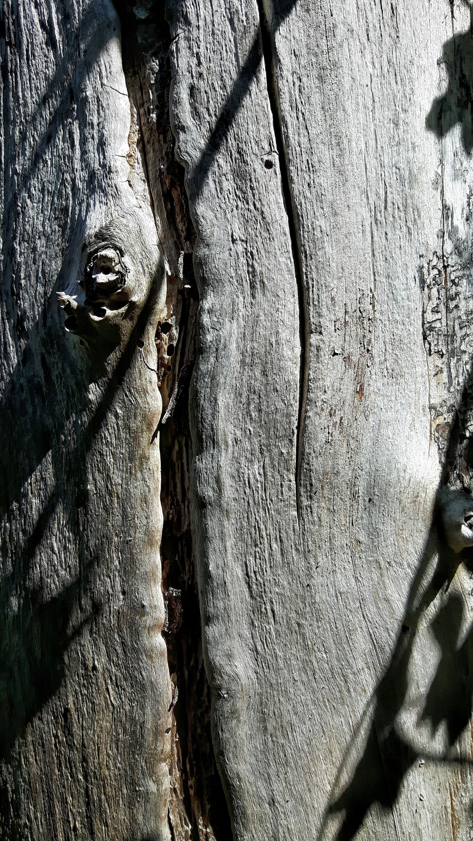 Samsung Galaxy S5 Neo sample photo. Wood, texture, plant photography