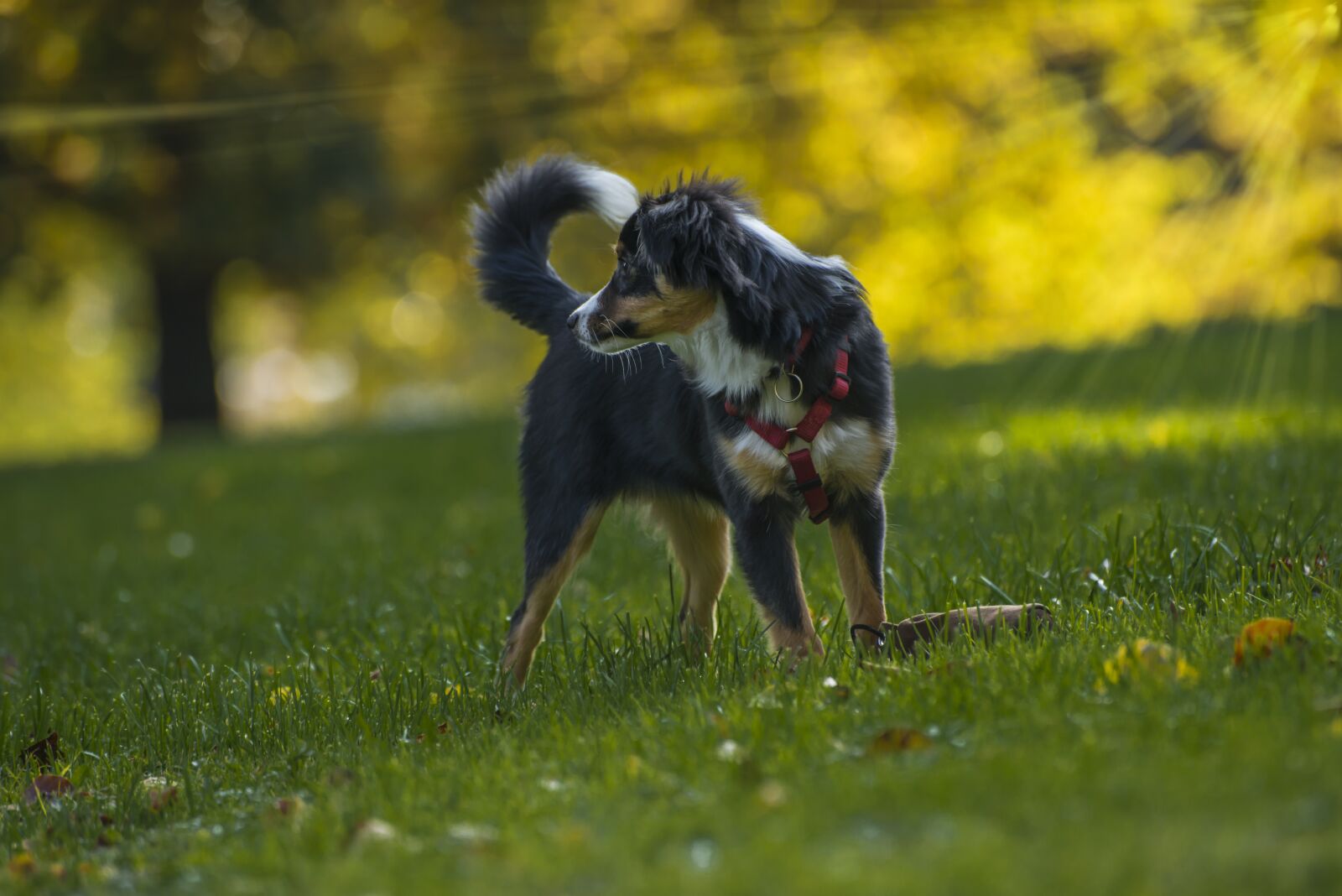 Nikon D800 sample photo. Dog, dog breed, kromfohrlander photography