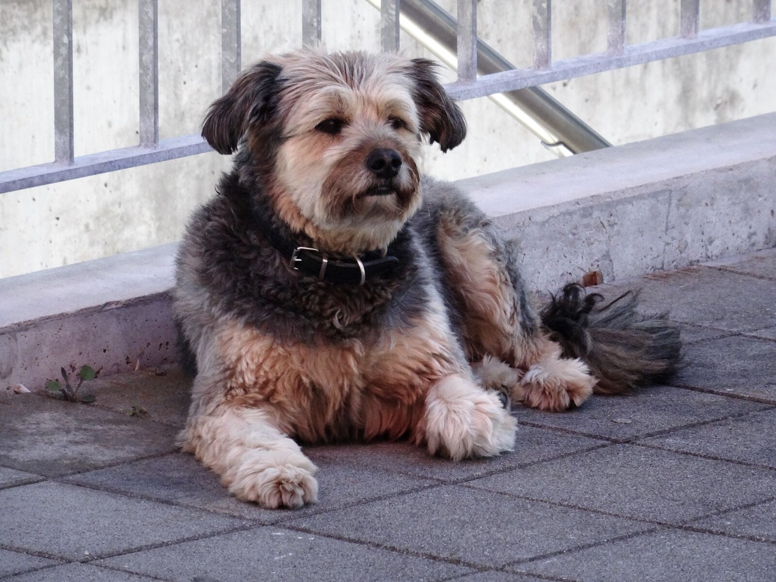 Sony Cyber-shot DSC-HX50V sample photo. Dog, pet, scrubby photography