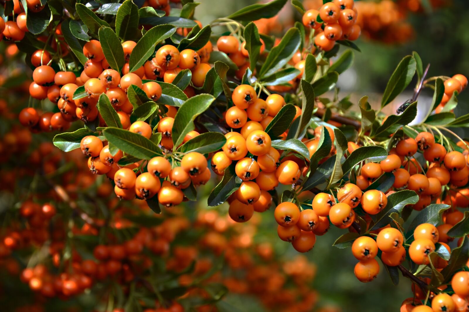 Nikon D3200 sample photo. Rowanberries, bush, orange photography