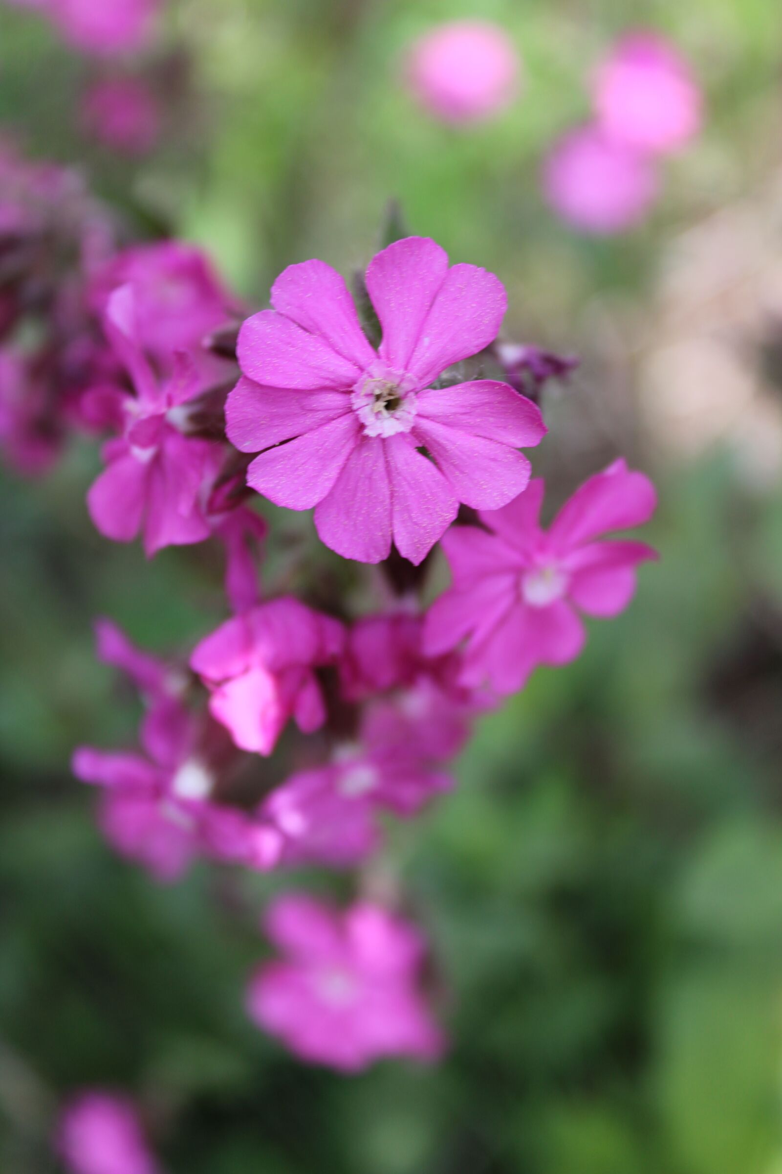 Canon EOS 2000D (EOS Rebel T7 / EOS Kiss X90 / EOS 1500D) sample photo. Flower, blossom, bloom photography