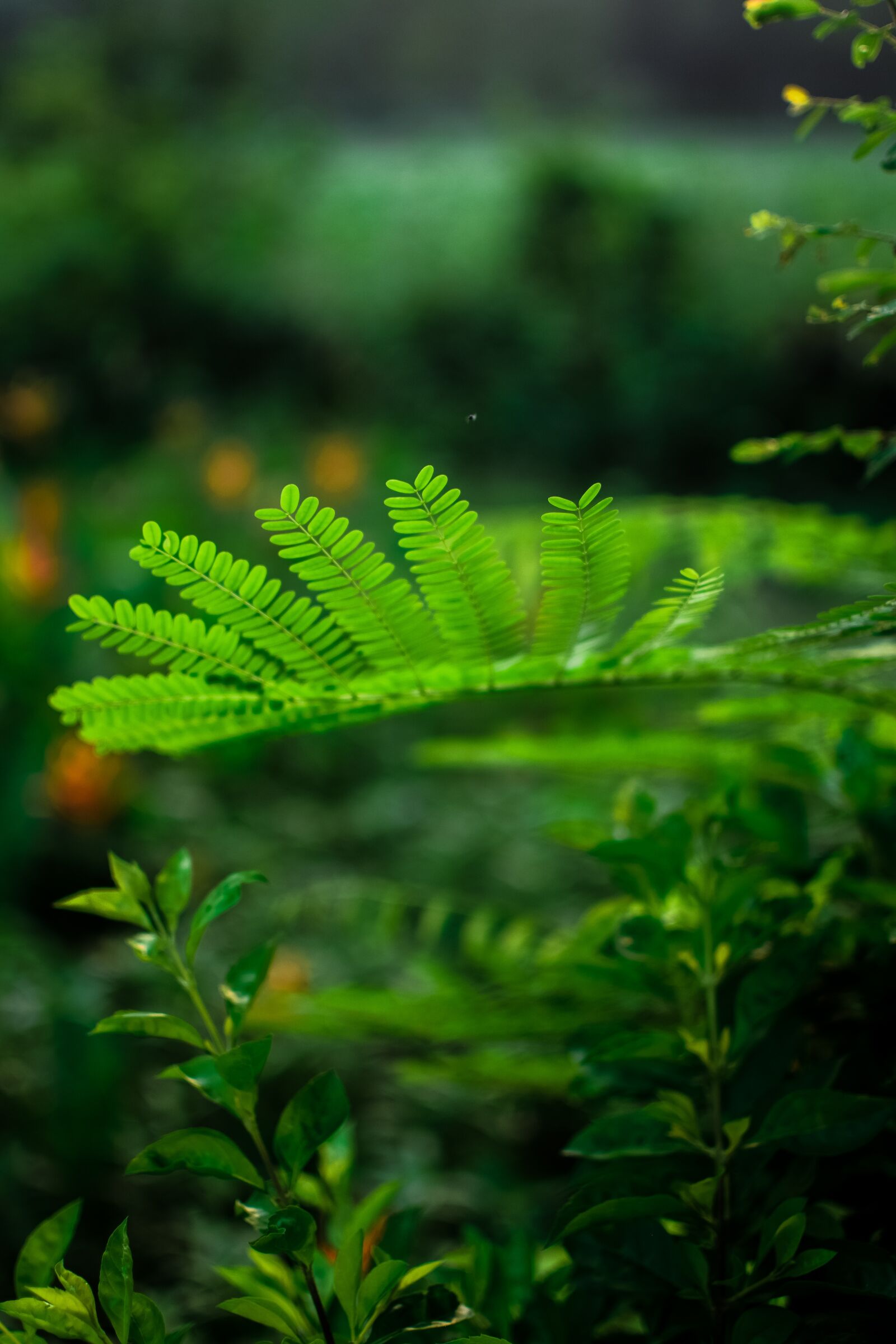 Nikon D3300 sample photo. Leaves, green, thin air photography