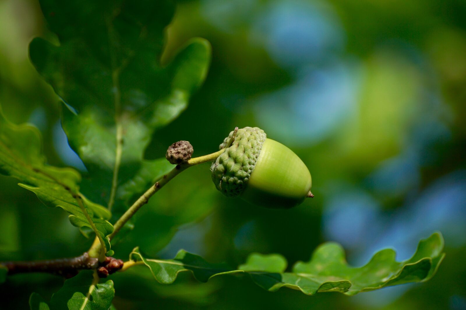 Sony DT 55-300mm F4.5-5.6 SAM sample photo. Acorn, fruit, tree photography